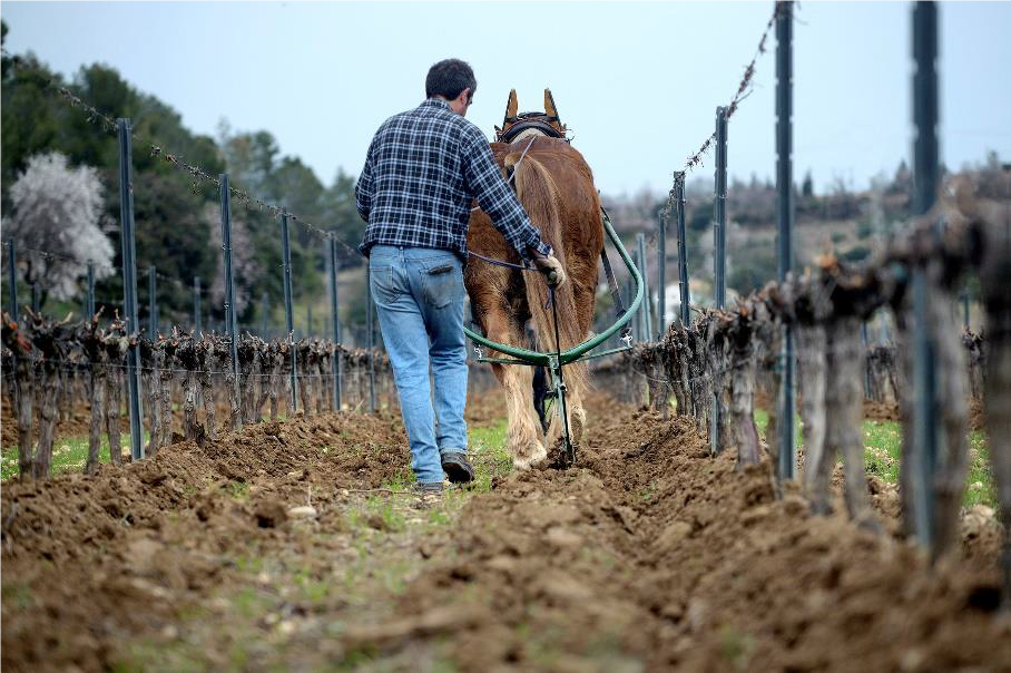 BIODIVERSIDAD EN EL VIÑEDO labores de labrado