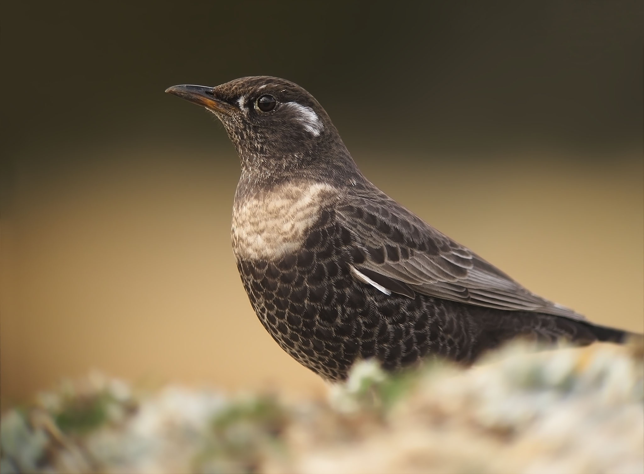 La migración otoñal de las aves desde la viña El mirlo capiblanco, un habitual en los viñedos (imagen de Ana Mínguez - @anacagur)