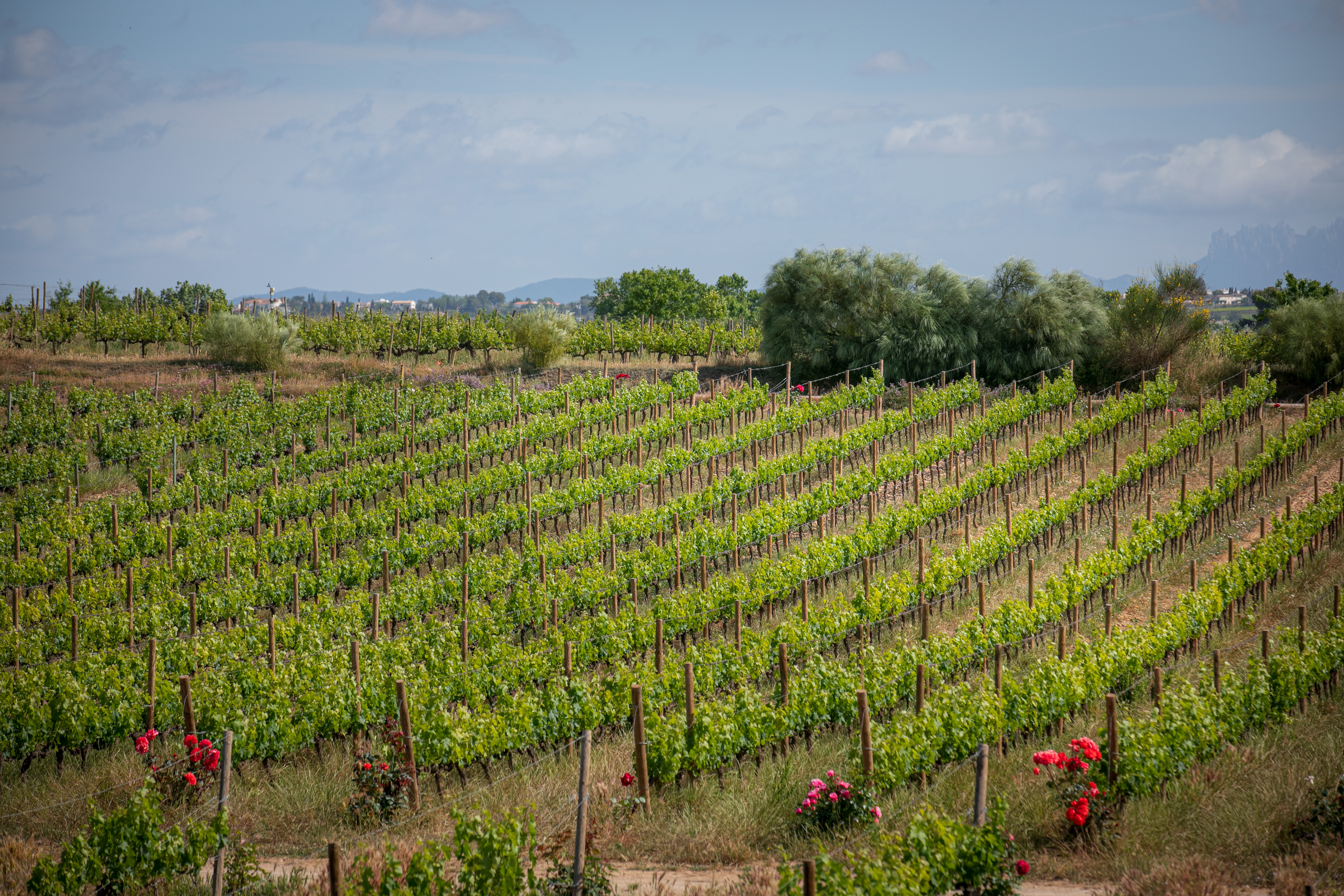 Viñedo Mas La Plana, en Pacs del Penedès, propiedad de Familia Torres.