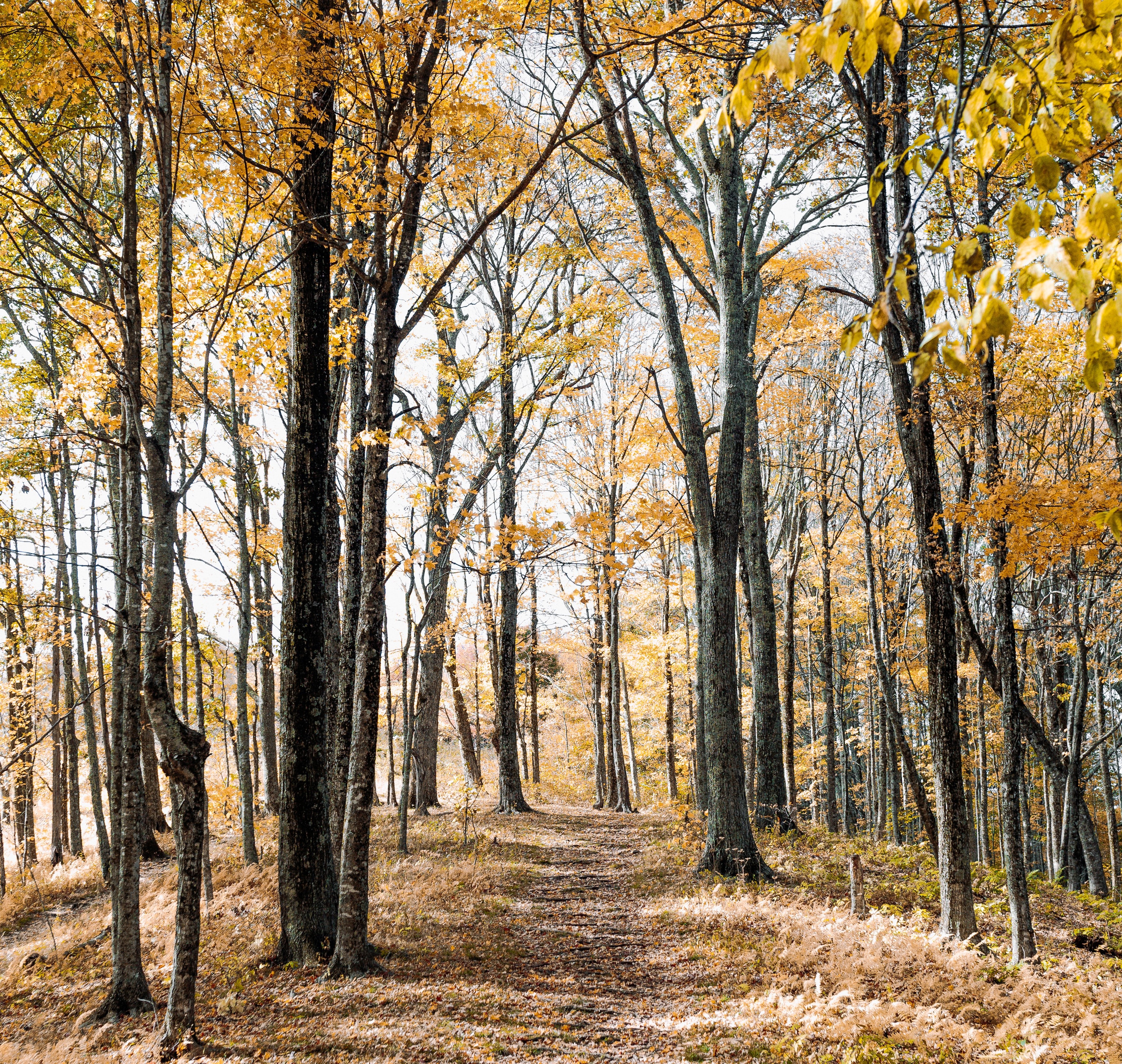 El excursionista responsable Un bosque otoñal con las hojas de los arboles teñidas de tonos amarillos