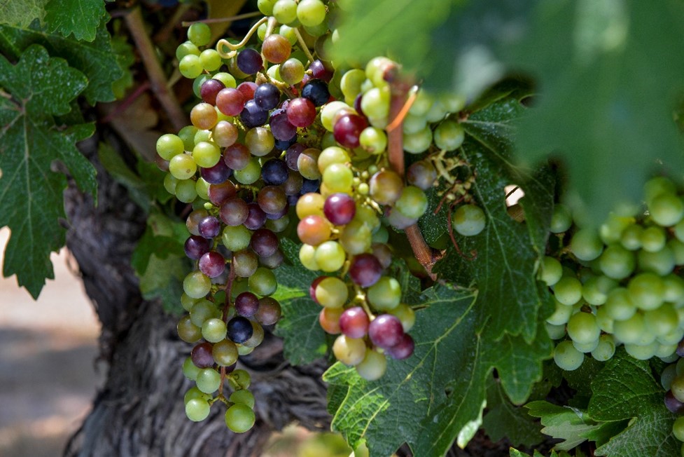 Racimo de cabarnet franc, propiedad de Familia Torres, en el periodo de envero. 
