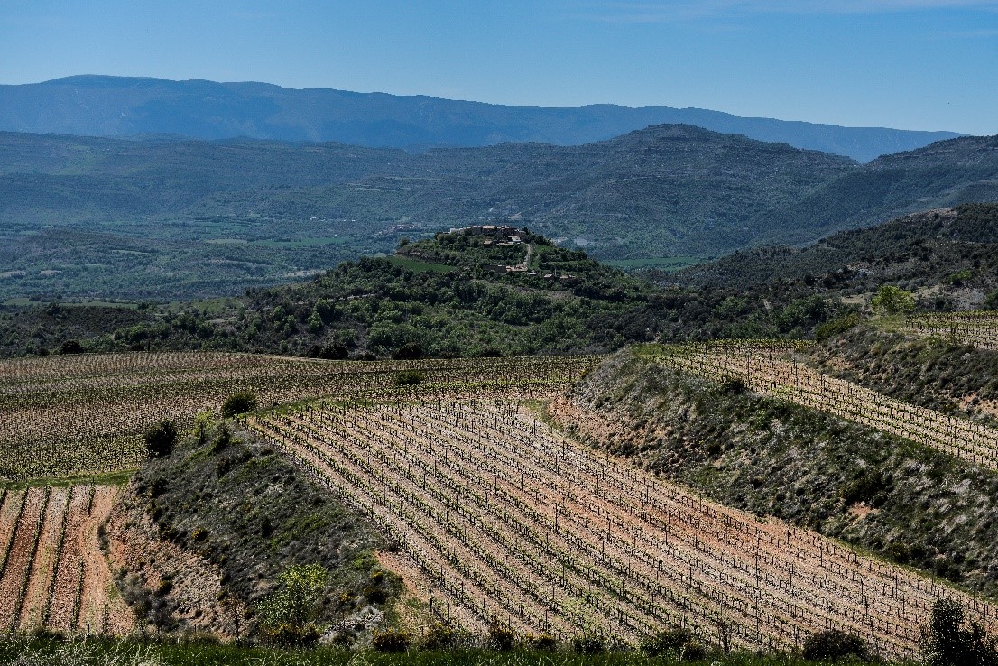 PIRENE Viñedos de Sant Miquel (Tremp), donde se cultiva la variedad pirene.