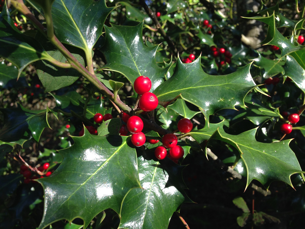 Navidad en el bosque: mucho más que adornos El acebo, una de las plantas más utilizadas como adorno en las fiestas navideñas. (Fotografía realizada por: Jose Luis Gallego)
