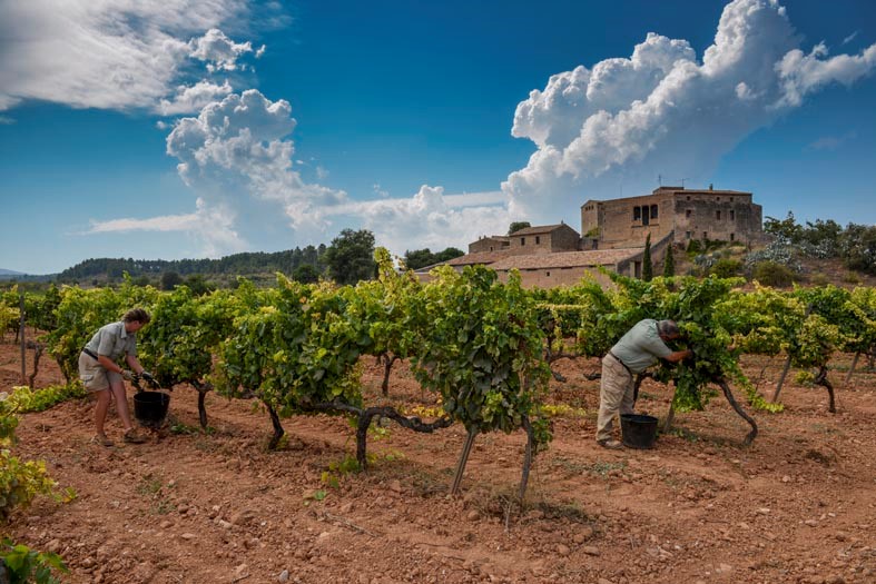 DE AQUELLAS VENDIMIAS, ESTOS VINOS (II). Vendimia cerca del Castillo de Milmanda (DO Conca de Barberà), propiedad de Familia Torres.