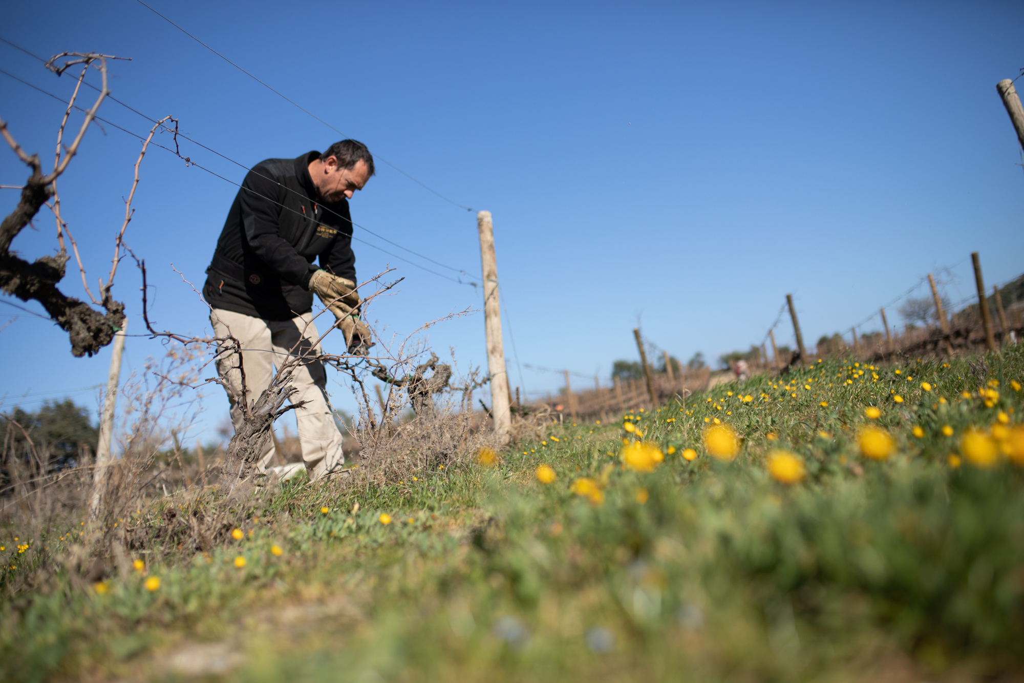LA GRAN IMPORTANCIA DE LA PODA Trabajos de poda manual en el viñedo de la DO Penedès, propiedad de Familia Torres