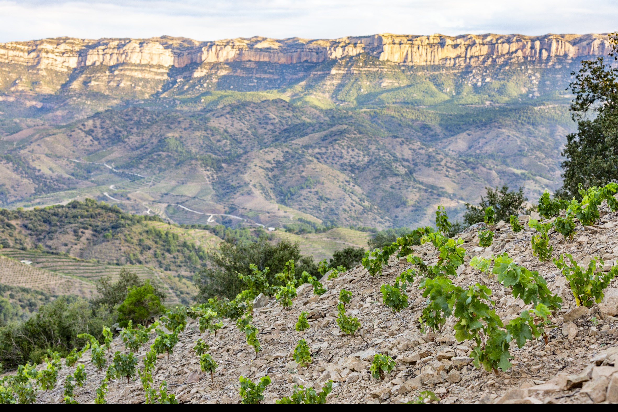 150 AÑOS DE FAMILIA TORRES: EPISODIOS DE UNA VIDA (5ª generación) Els Tossals de Porrera en el Priorat a 740 metros de altitud.