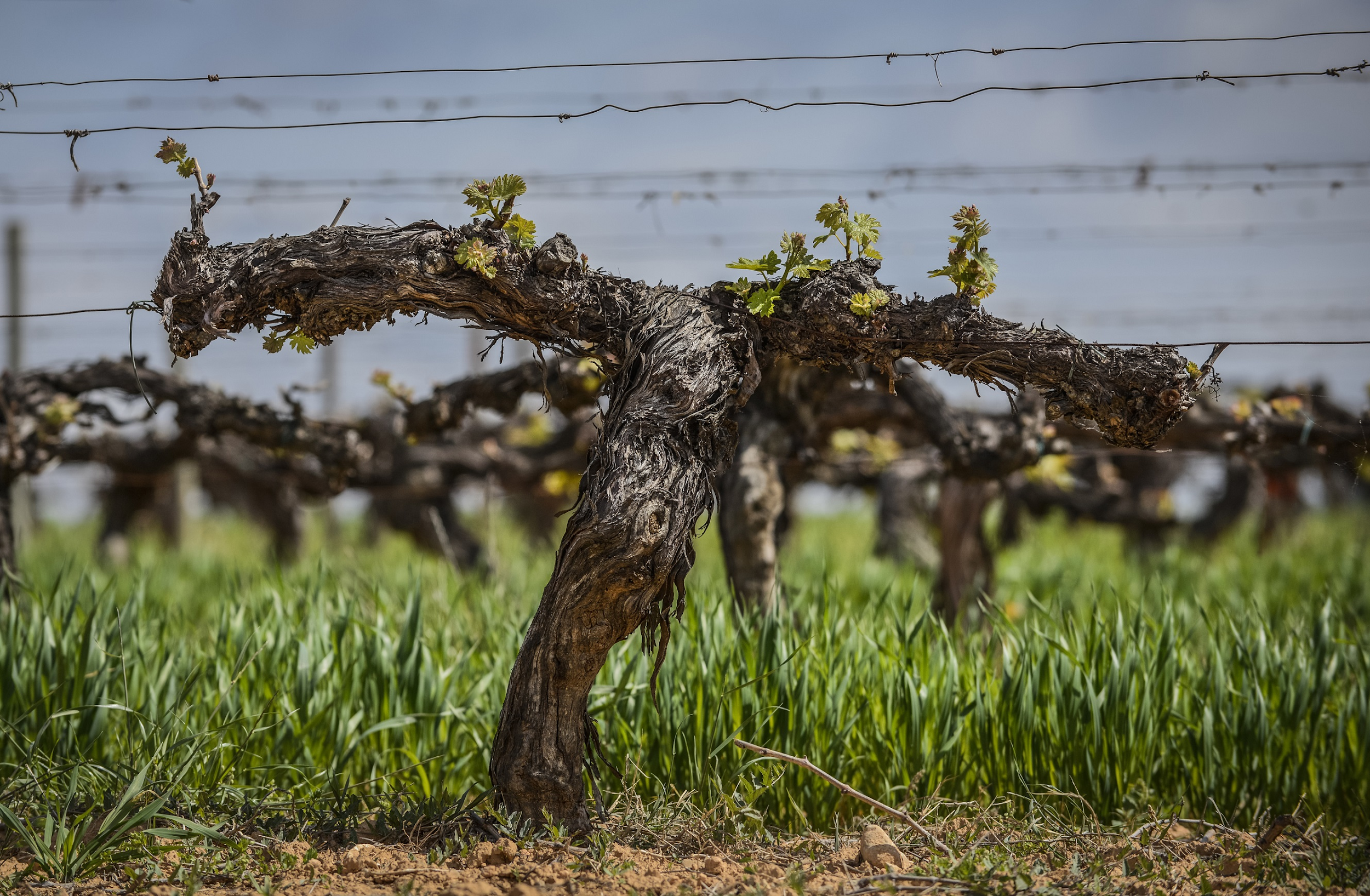 Cultivar la tierra cuidando la naturaleza