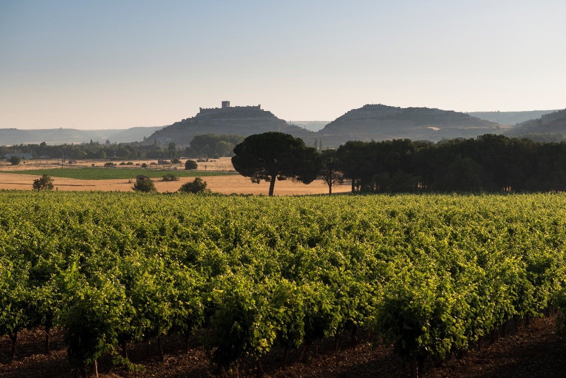 Viñedos de Fompedraza (DO Ribera del Duero), propiedad de Familia Torres