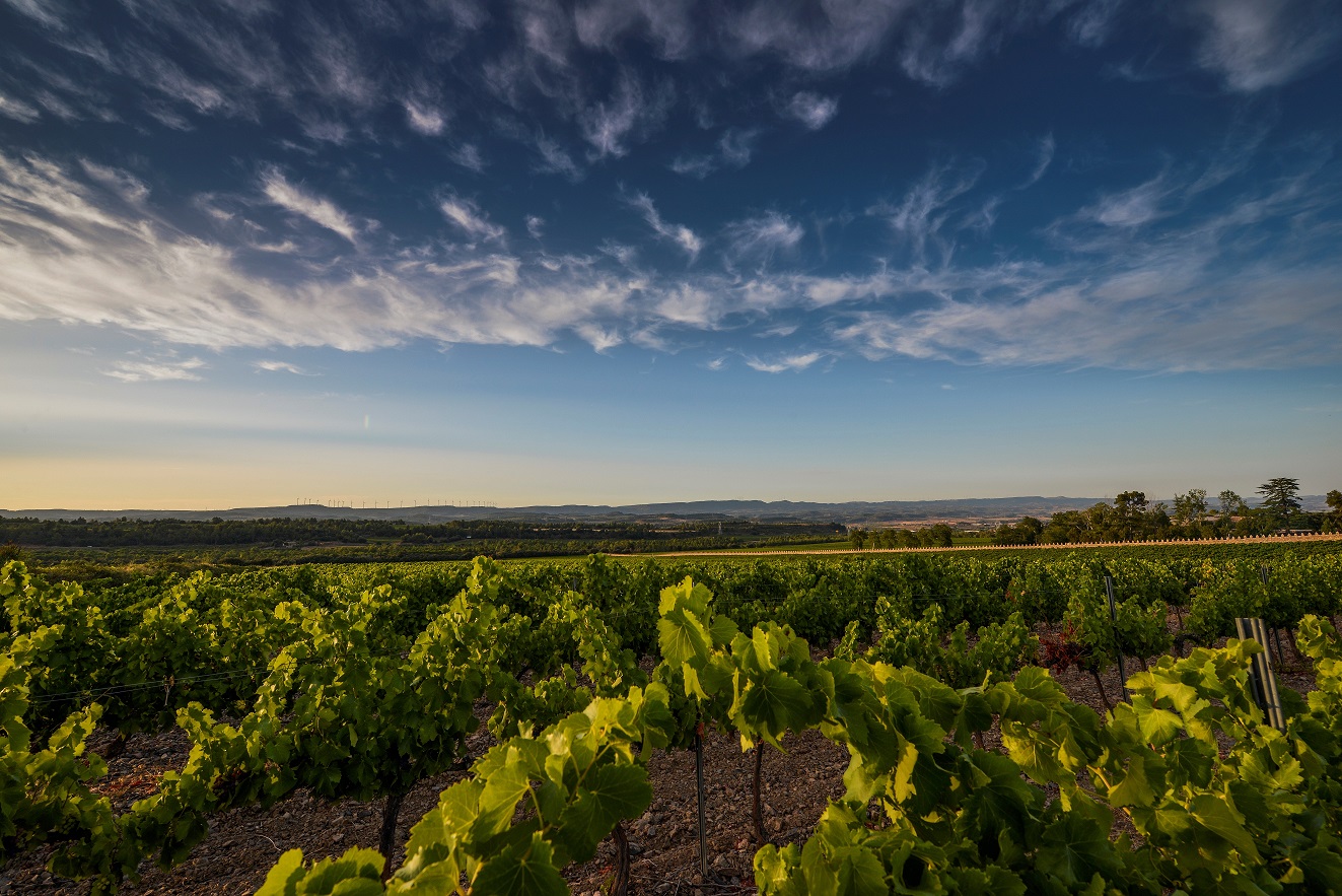 La viña y la naturaleza ante el aumento del calor estival Finca de Grans Muralles (DO Conca de Barberà) durante el atardecer veraniego