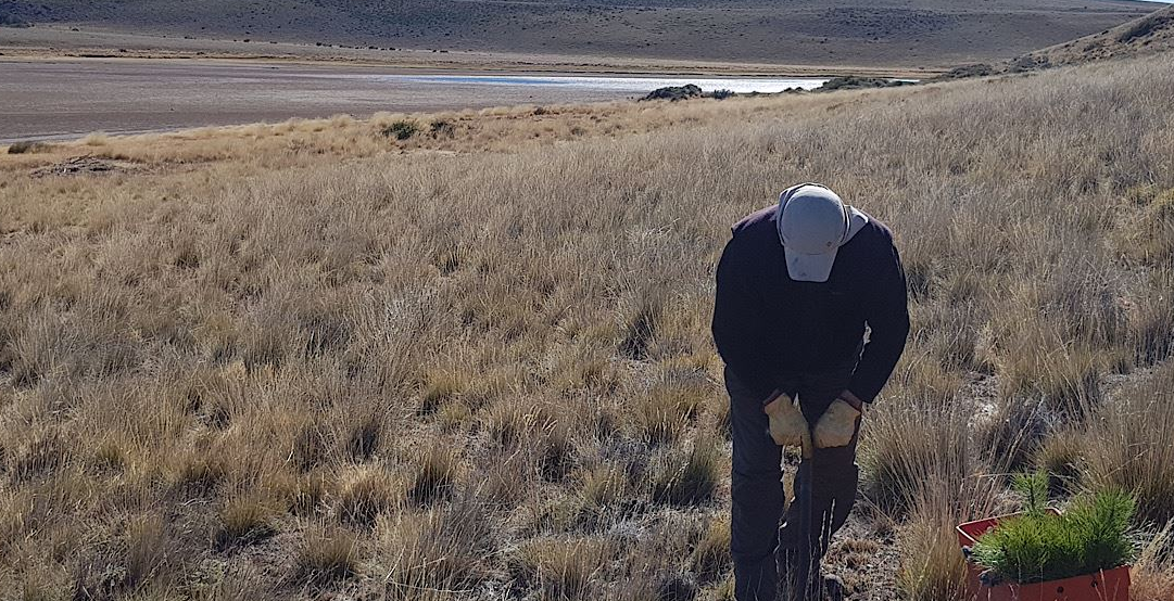 VINO Y CAMBIO CLIMÁTICO Proyecto de reforestación de Familia Torres. Plantación de 6.000 hectáreas de árboles en Patagonia (Chile)