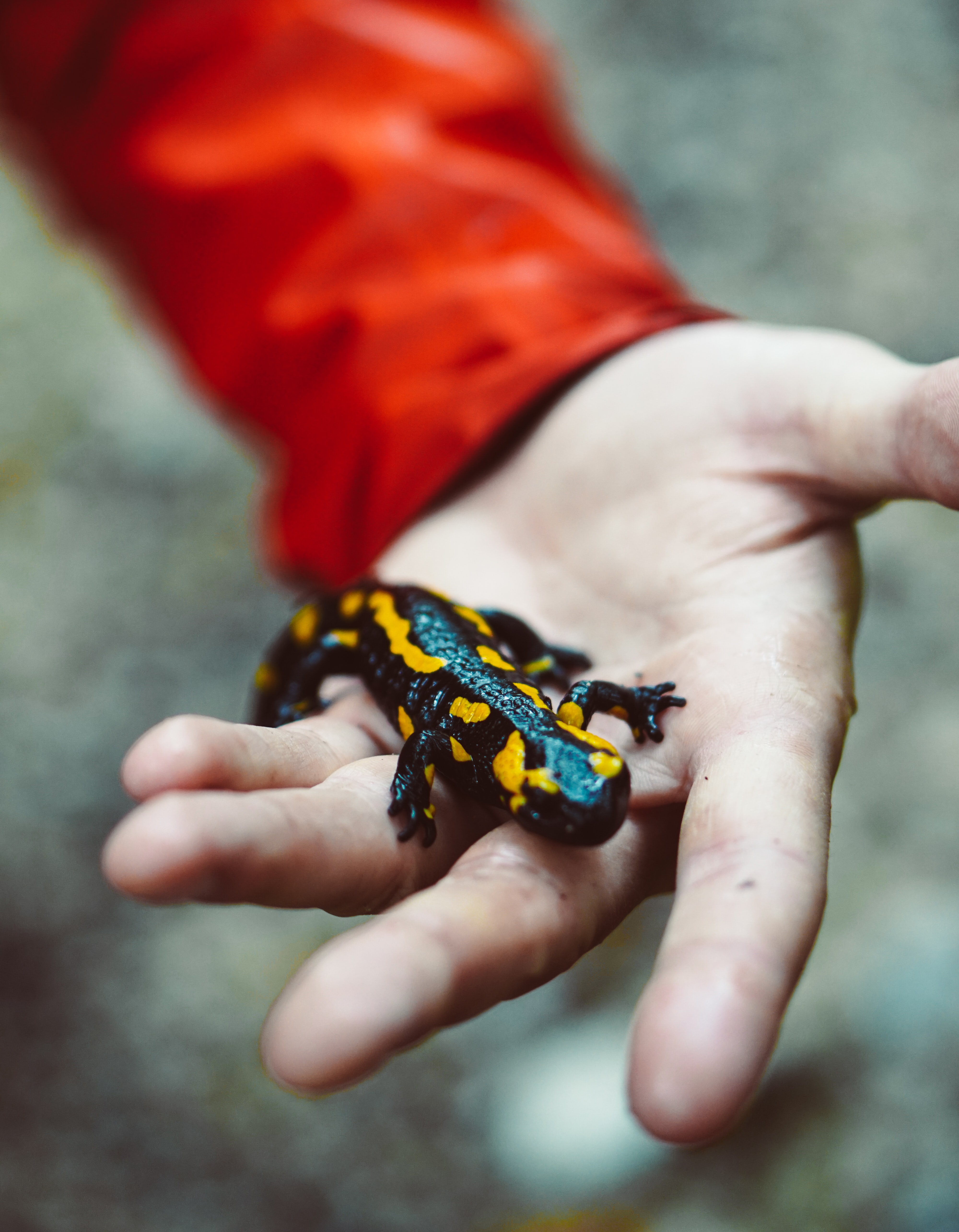 La exótica belleza de la salamandra Salamandra en la palma de la mano de un humano.