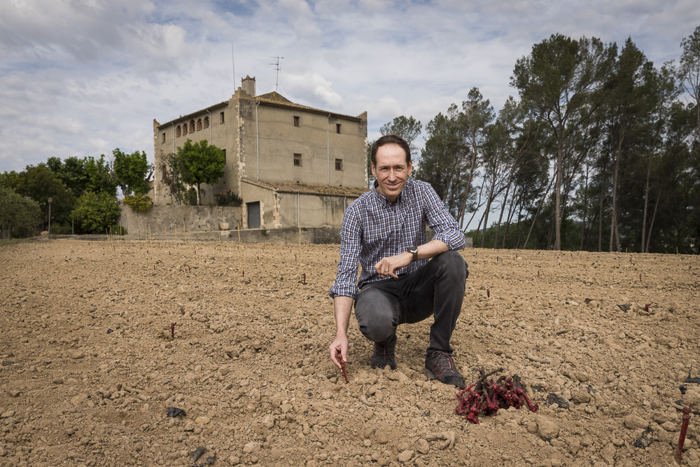 Miguel Torres delante del Castell de la Bleda durante la plantación de moneu en mayo 2018