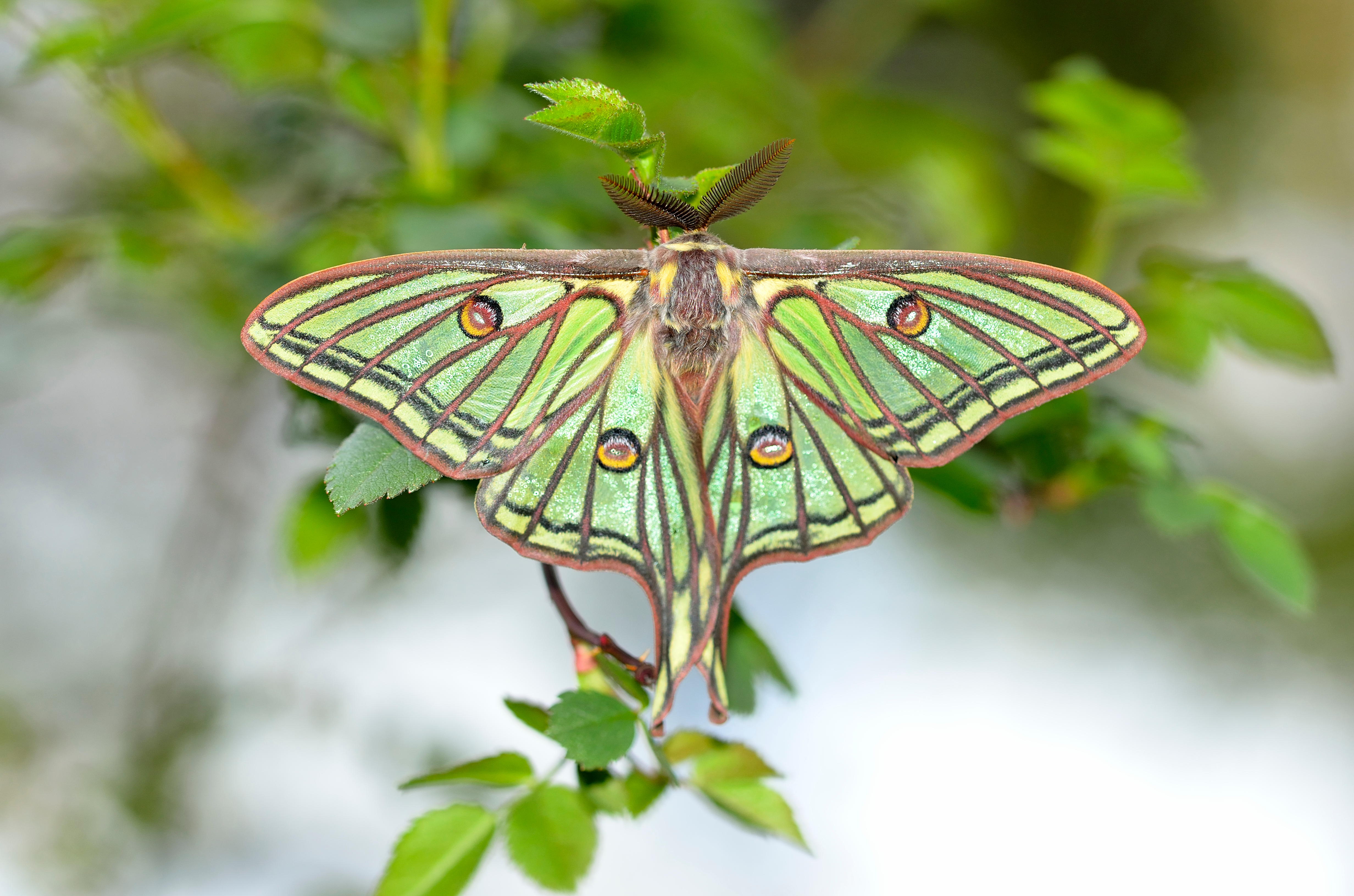 La mariposa de la luna española Ejemplar de la mariposa de la luna española.