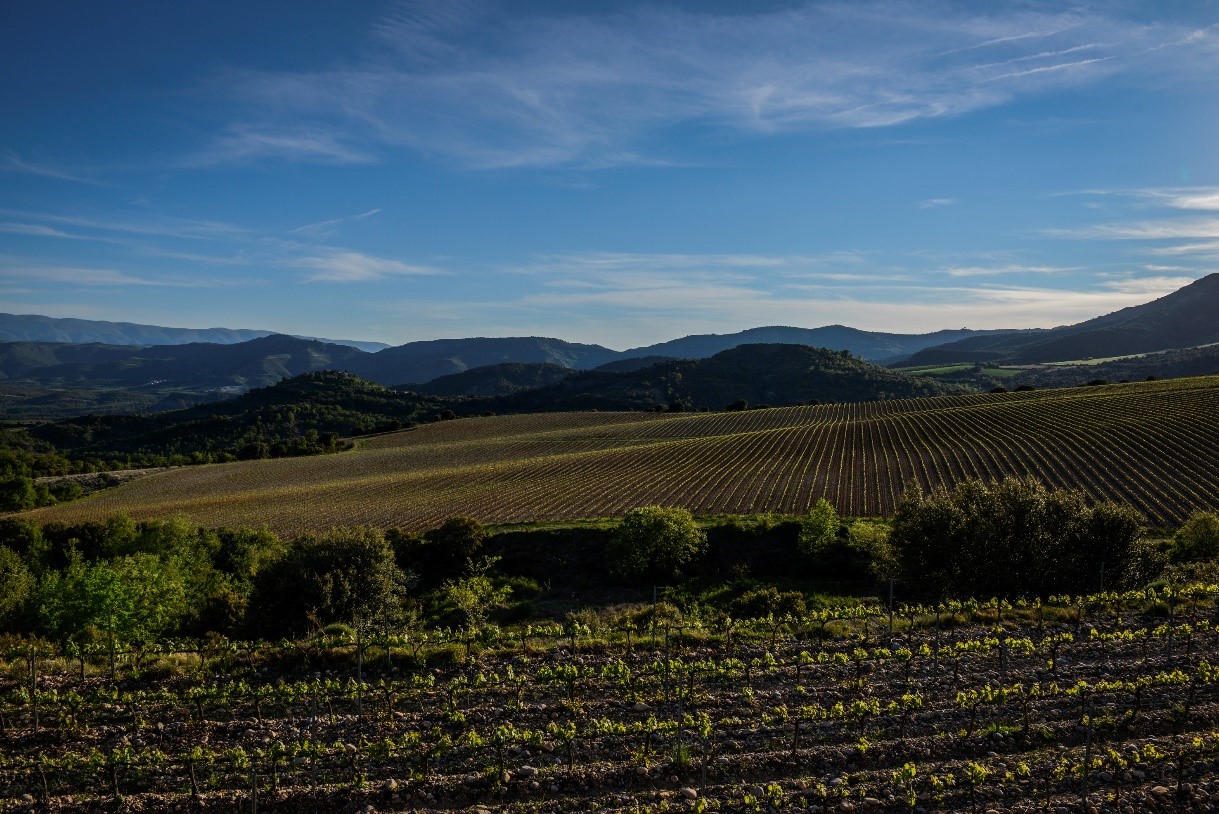 Viñedos de Sant Miquel (Tremp), propiedad de Familia Torres