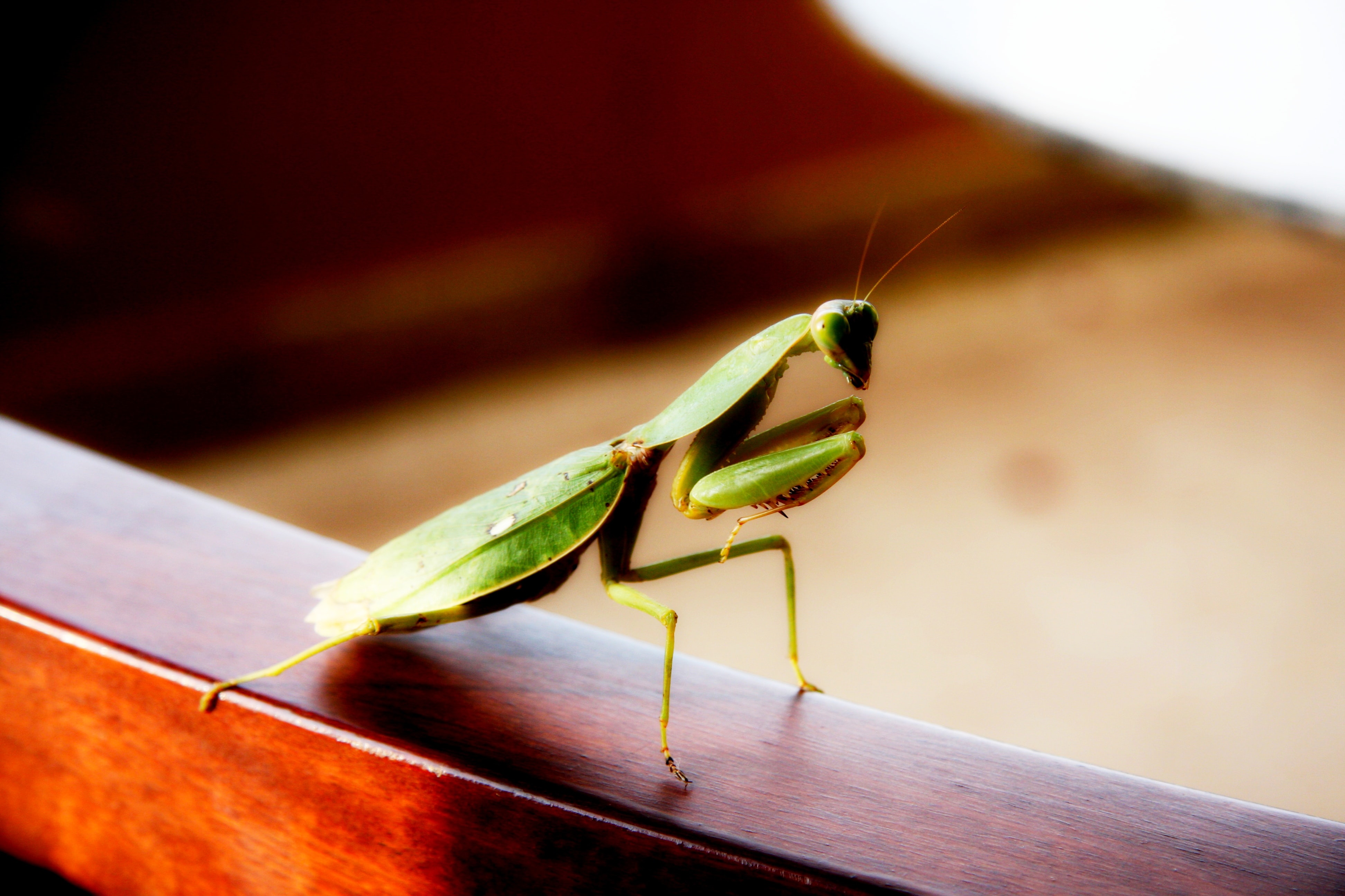 Ejemplar de mantis religiosa, encima de madera. 