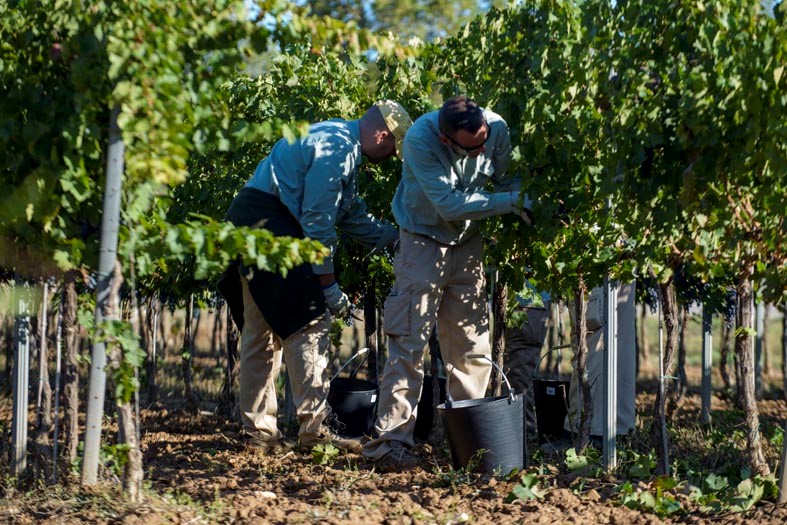 DE AQUELLAS VENDIMIAS, ESTOS VINOS (II). Vendimiadores en Mas La Plana (DO Penedès), propiedad de Familia Torres.