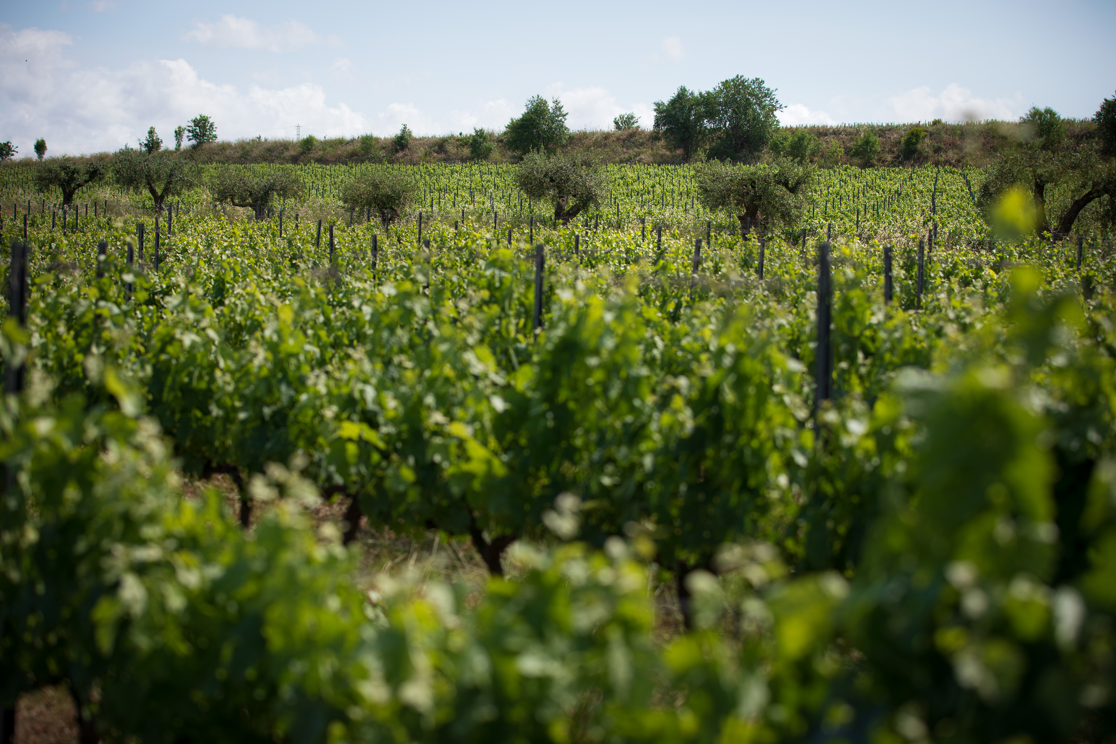 Viñedo Mas La Plana, en Pacs del Penedès, propiedad de Familia Torres. 