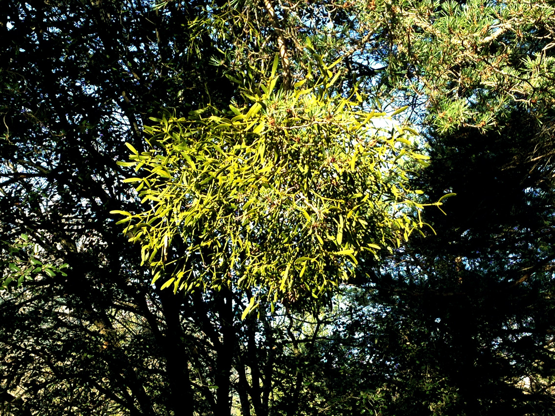Navidad en el bosque: mucho más que adornos El muérdago, rodeado de pinos, en su hábitat natural. (Fotografía realizada por: Jose Luis Gallego)