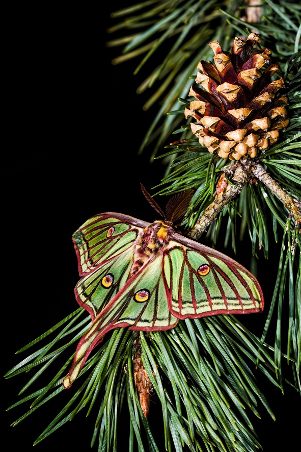 La mariposa de la luna española Ejemplar de la mariposa de la luna española en la rama de un pino.