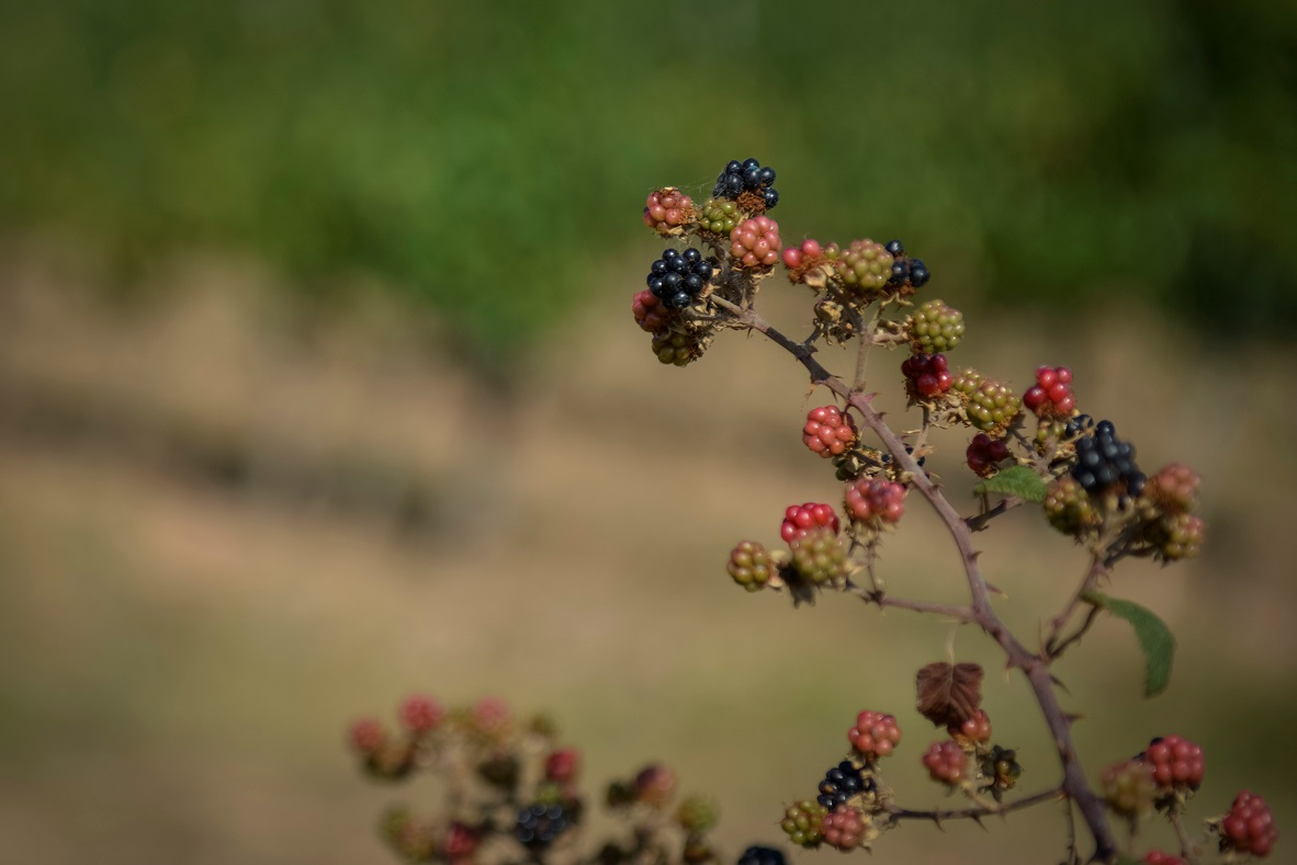 El sabor natural que envuelve a las viñas La zarzamora, presente en los alrededores de los viñedos.