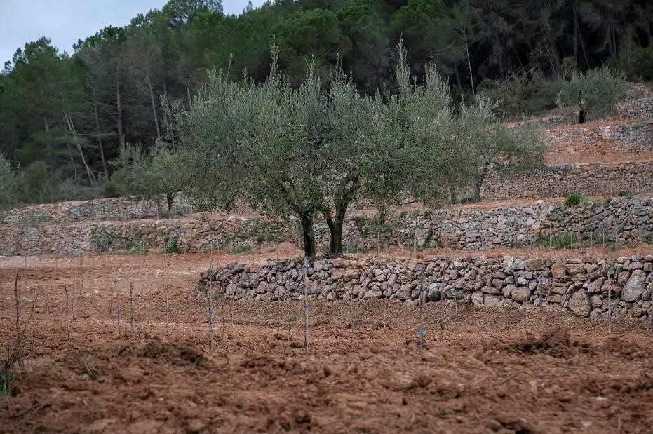 150 AÑOS DE FAMILIA TORRES: EPISODIOS DE UNA VIDA (5ª generación) El paraje de Las Escostes, en el término municipal de La Llacuna, en la comarca de la Anoia (700 metros de altitud).
