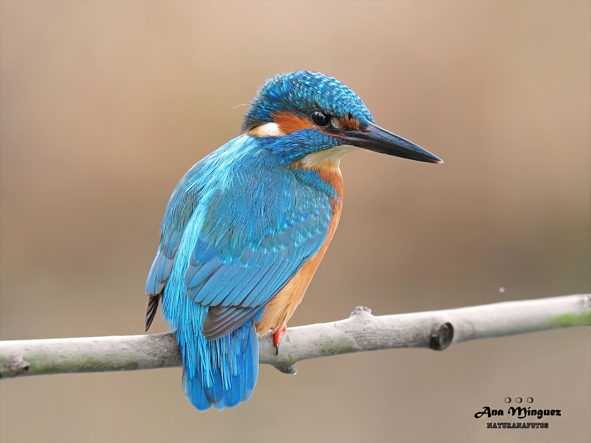 Ejemplar de martín pescador en una rama de un árbol. Fotografía de: Ana Mínguez