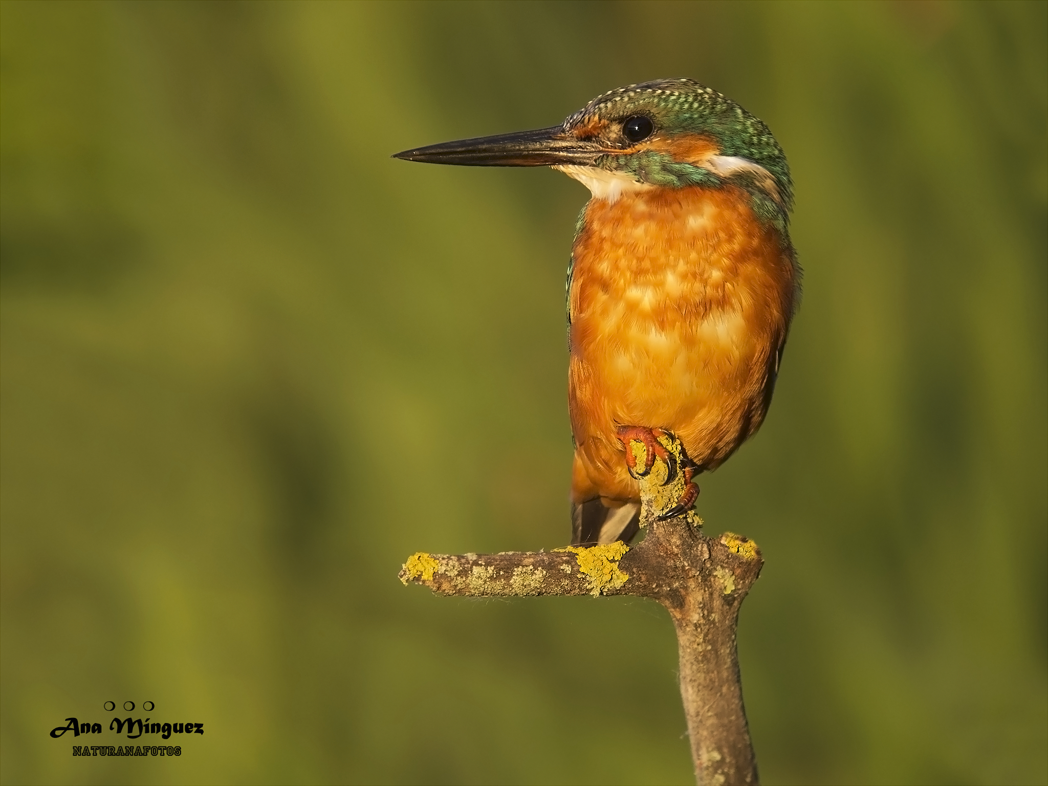 Martín pescador en una rama de un árbol en un atardecer. Fotografía de: Ana Mínguez