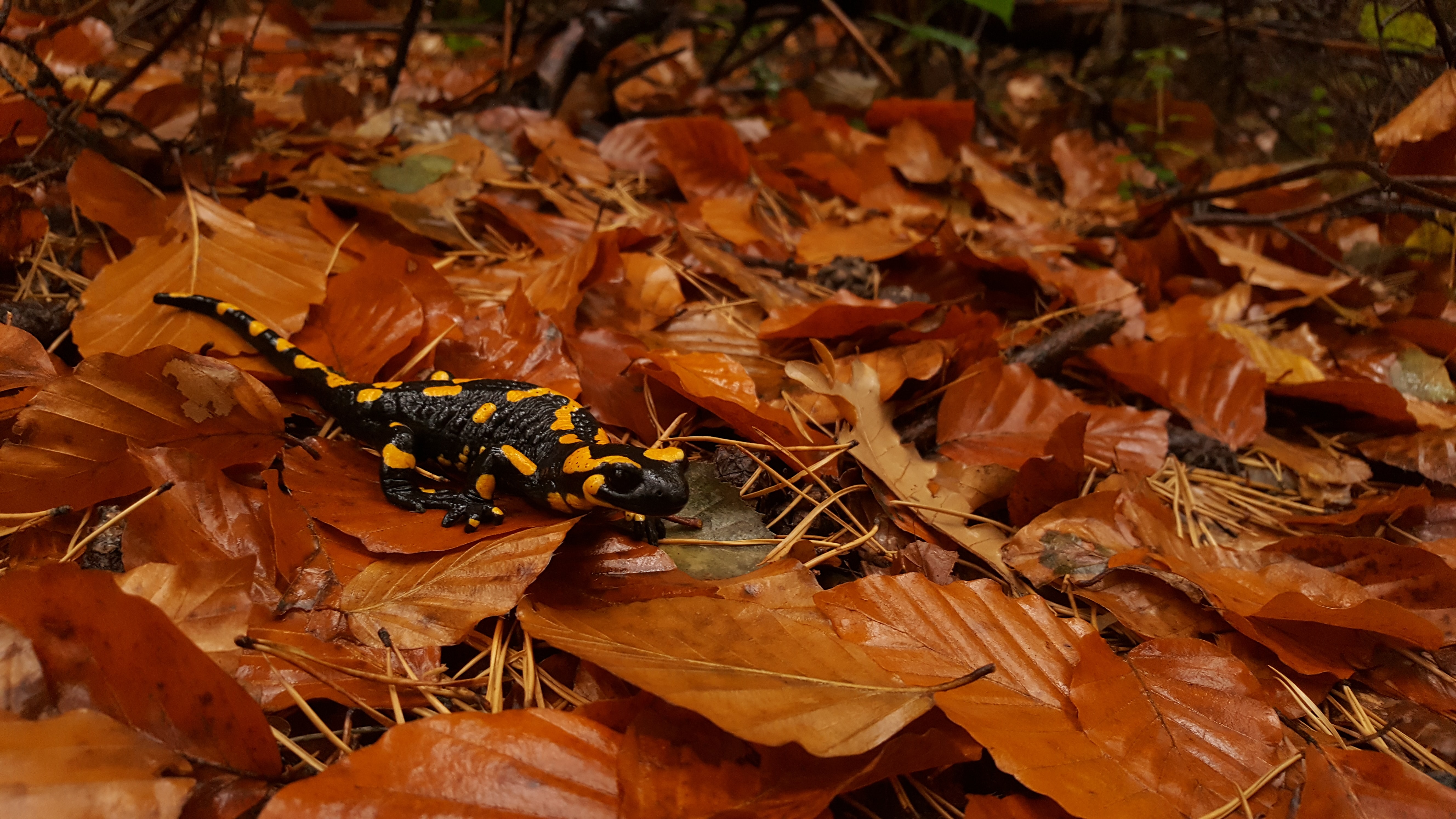 La exótica belleza de la salamandra Ejemplar de salamandra, sobre unas hojas caídas en otoño.
