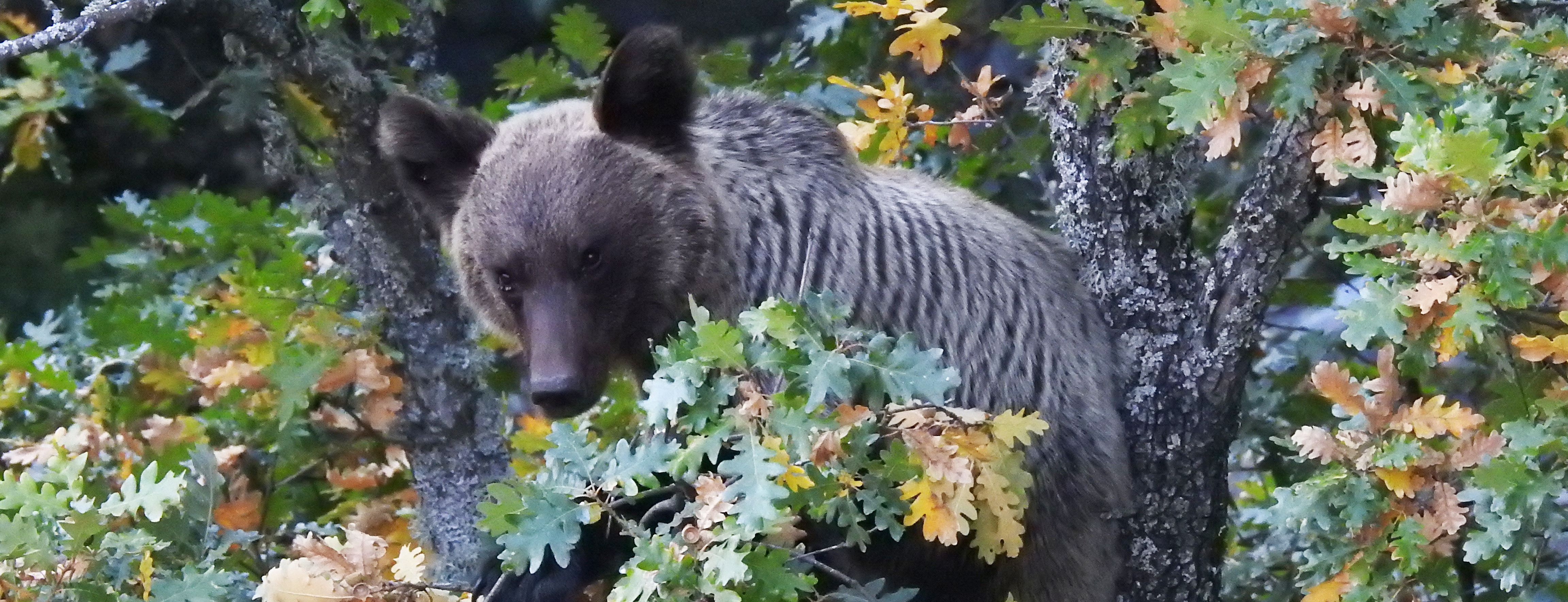 El despertar del oso pardo Oso alrededor de un roble