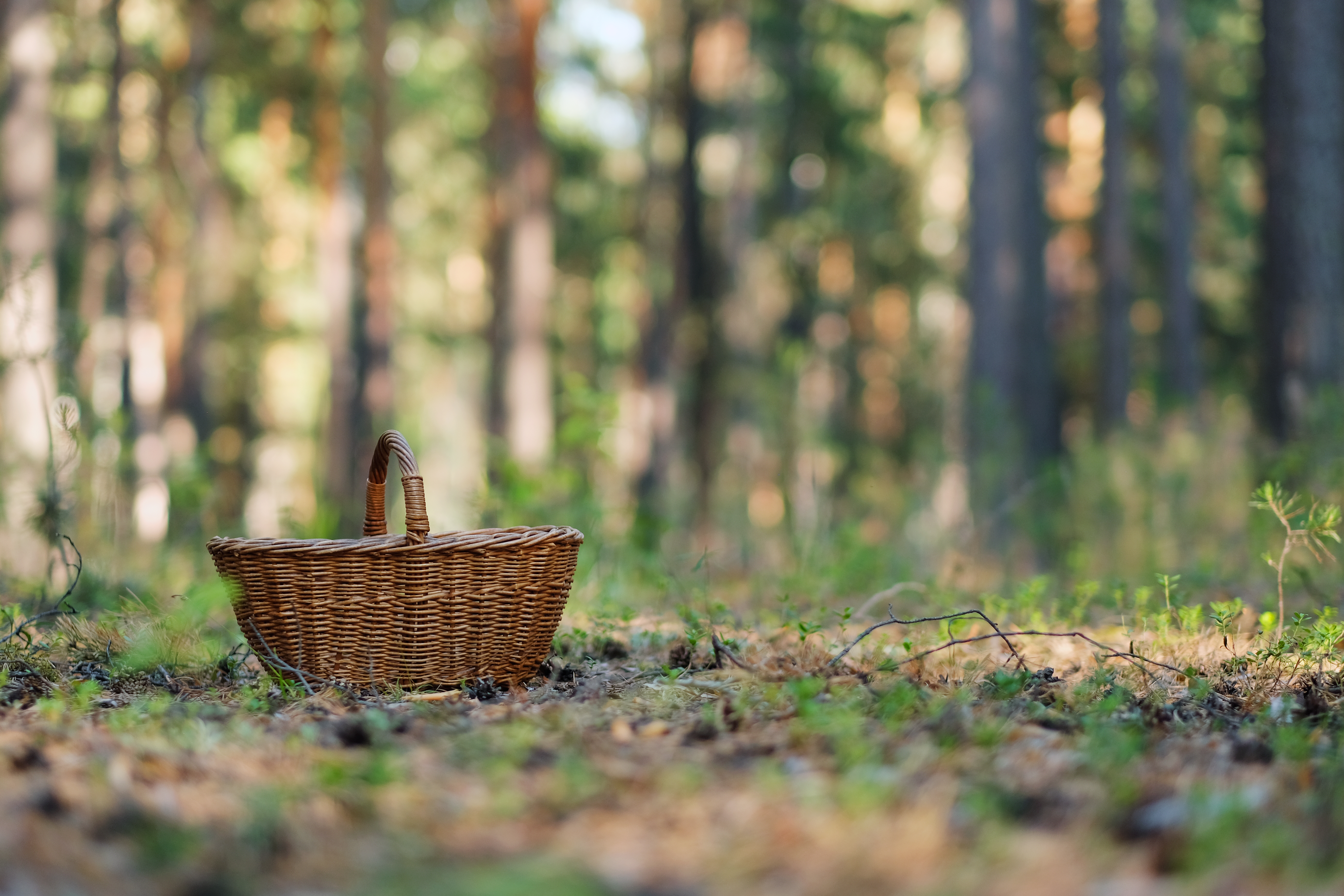 Tiempo de setas junto a las viñas El bosque en otoño, el lugar perfecto para la recolección de setas