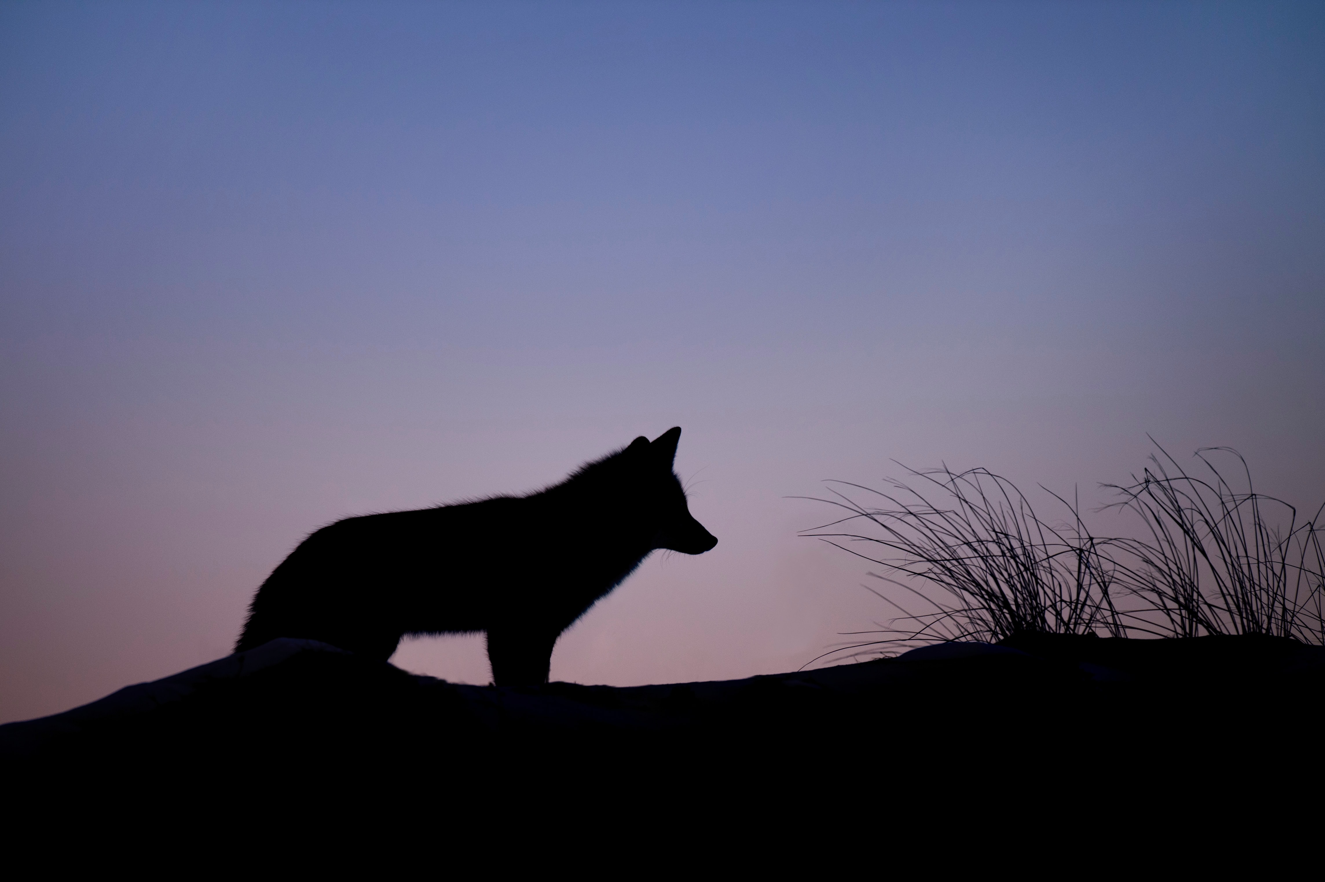 Ejemplar de lobo ibérico, en un atardecer de invierno. 