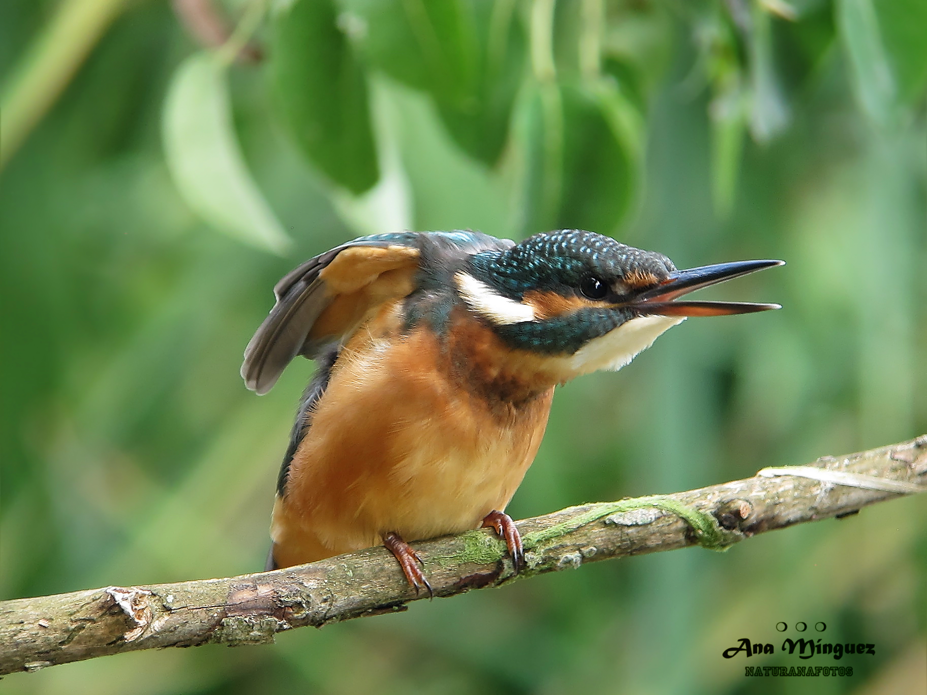 Ejemplar de martín pescador en una rama de un árbol. Fotografía de: Ana Mínguez