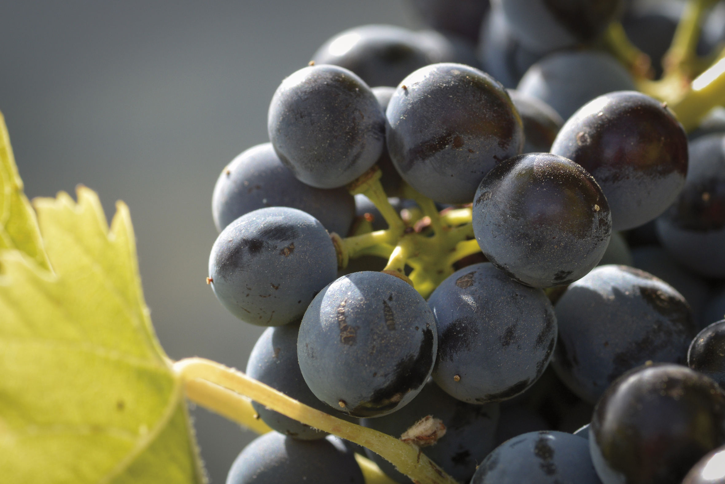 GARNACHA TINTA & CARIÑENA Variedad cariñena en la finca El Lloar (Priorat), propiedad de Familia Torres