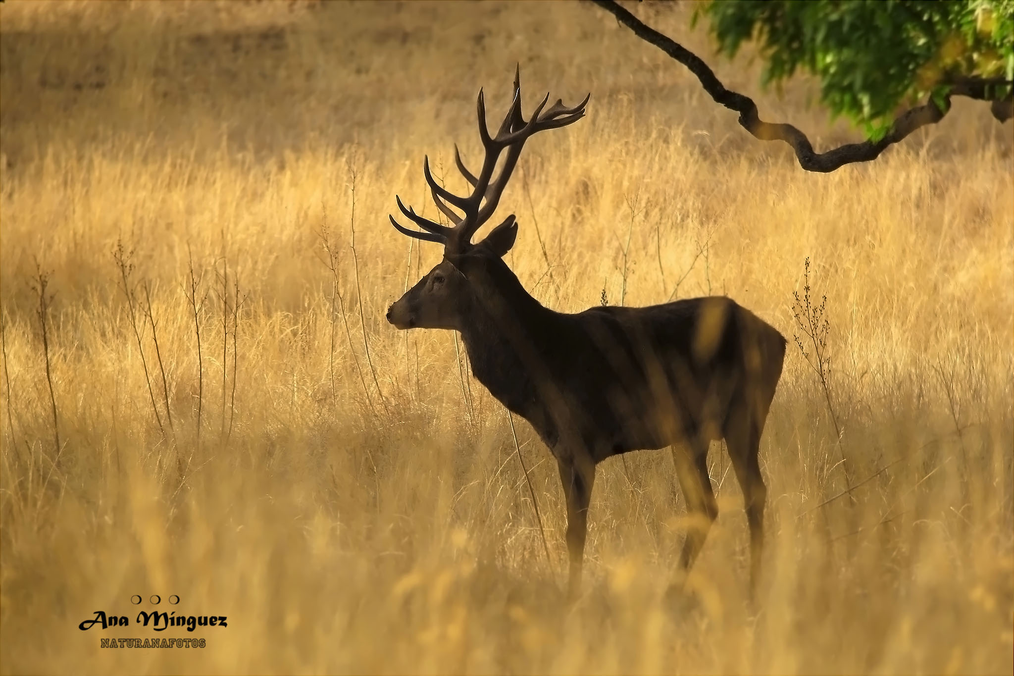 Ejemplar de ciervo en el campo. Fotografía de: Ana Mínguez