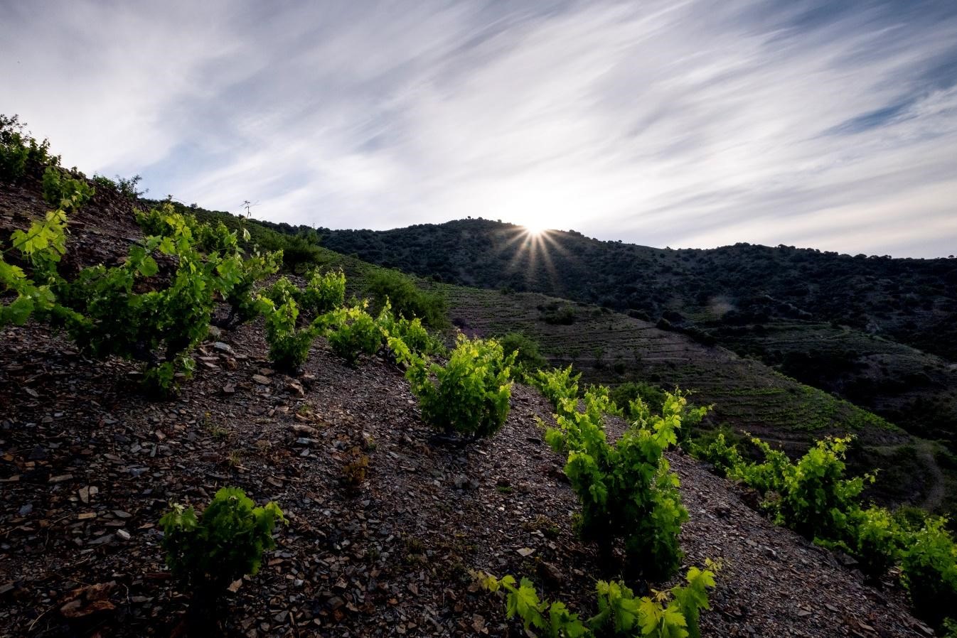 LA PALABRA ENTRE VIDES La finca de Mas de la Rosa (DOQ Priorat), propiedad de Familia Torres