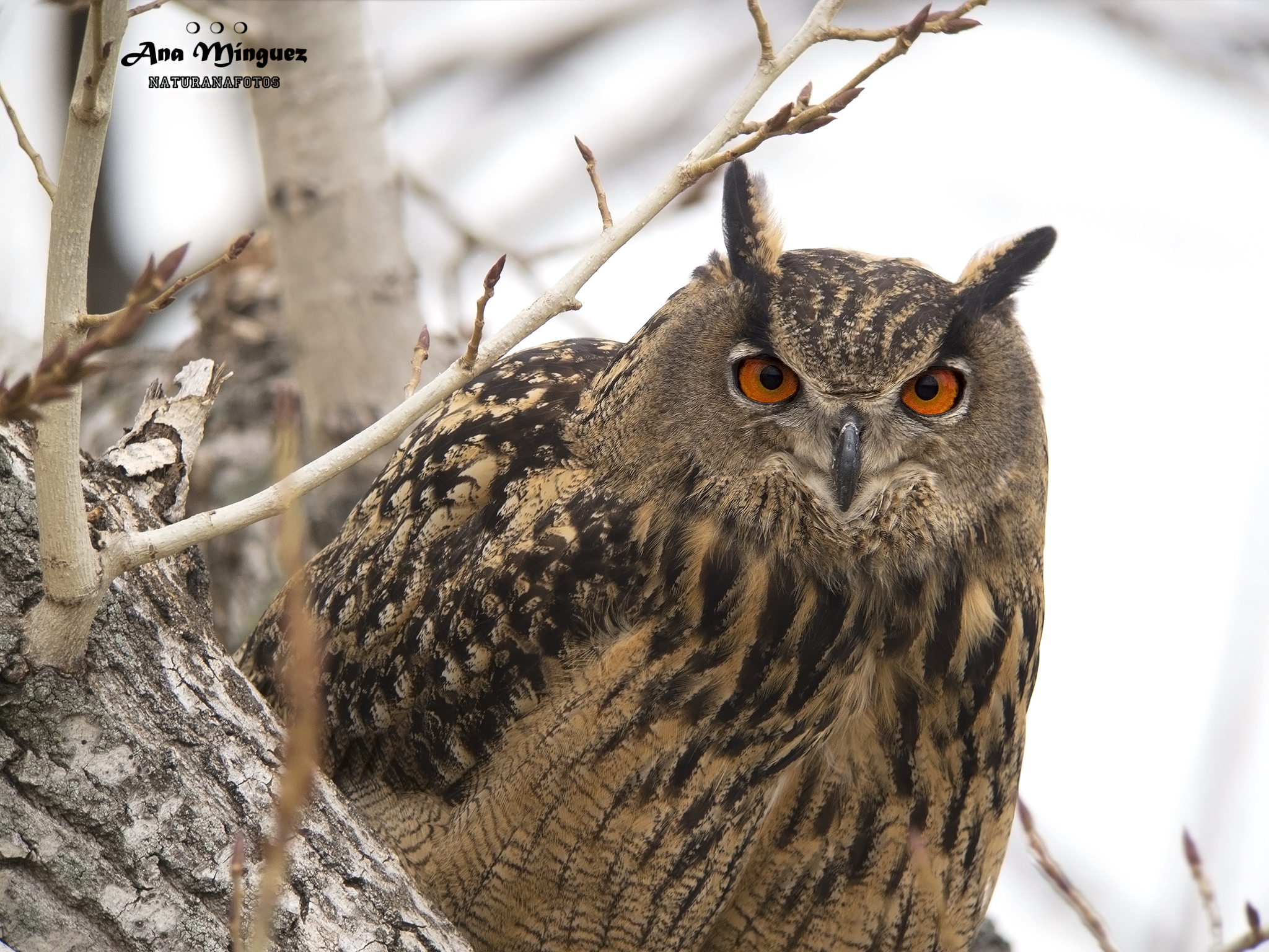 Búho real, el señor de las noches de invierno Ejemplar de búho real en el bosque. Fotografía de: Ana Mínguez