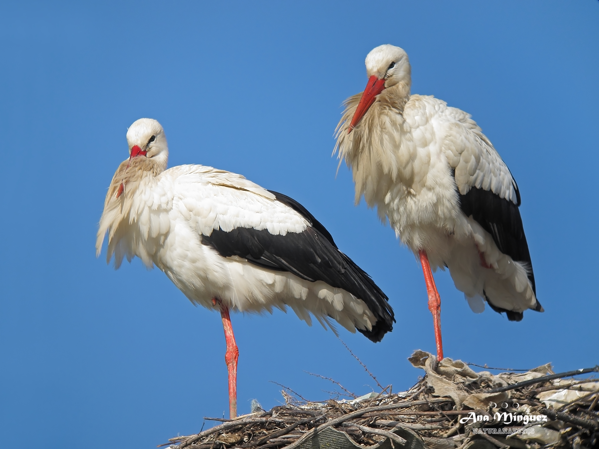 Cigüeña blanca: la vecina del tejado Pareja de cigüeñas blancas en un nido, un día soleado. Fotografía de: Ana Mínguez