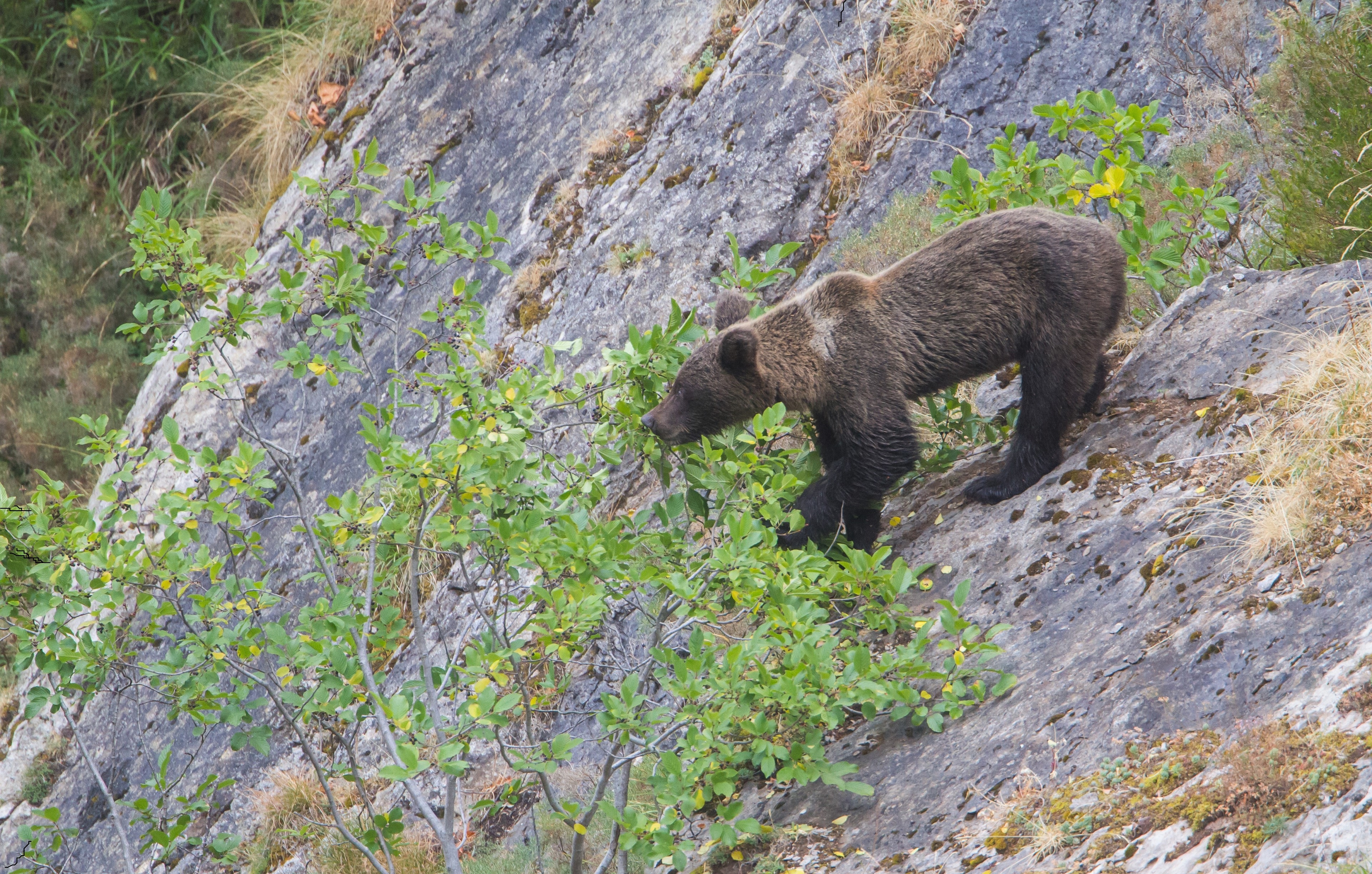 El despertar del oso pardo Oso cantábrico comiendo frutos del pudio.
