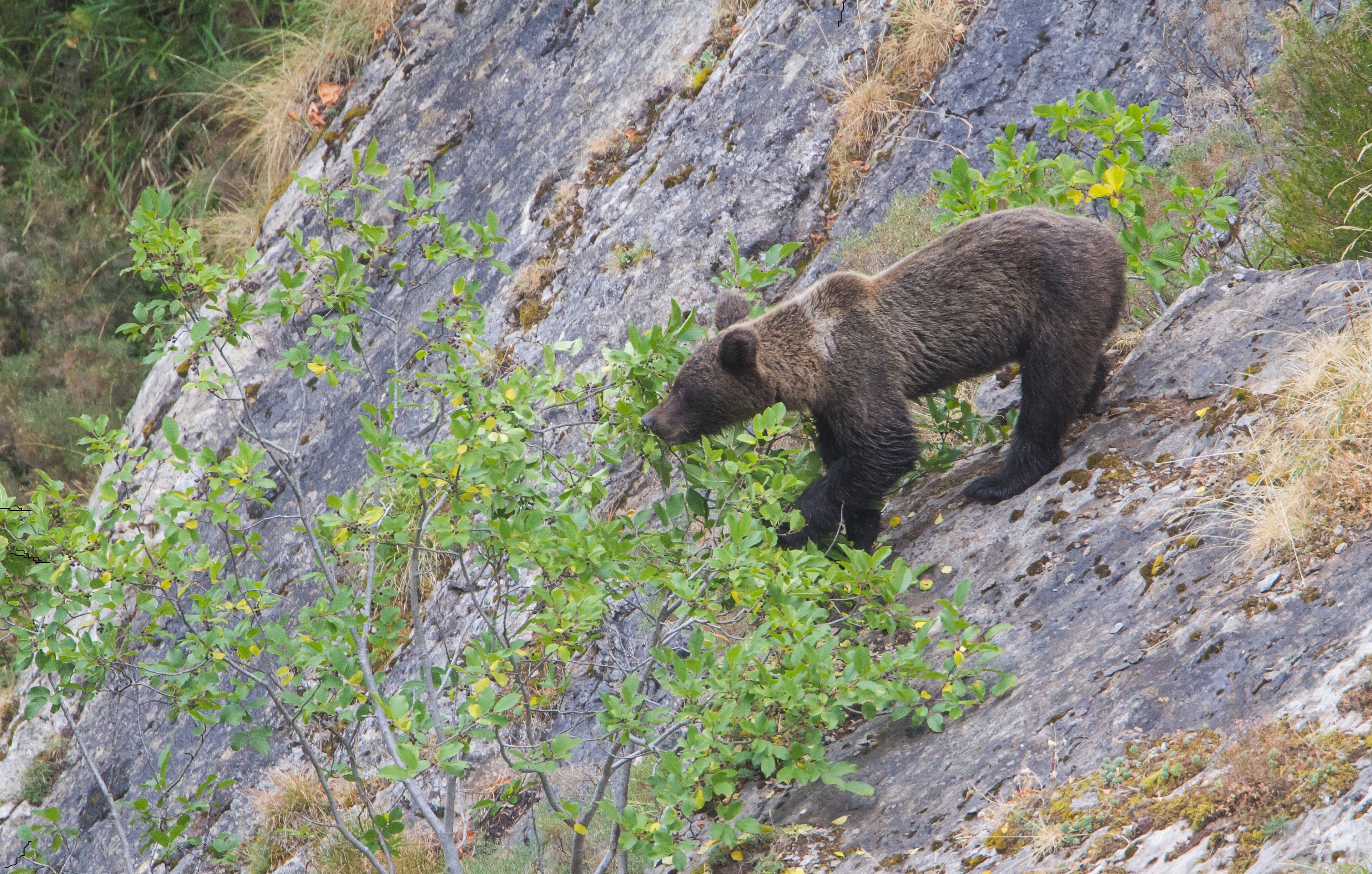 Oso cantábrico comiendo frutos del pudio. 