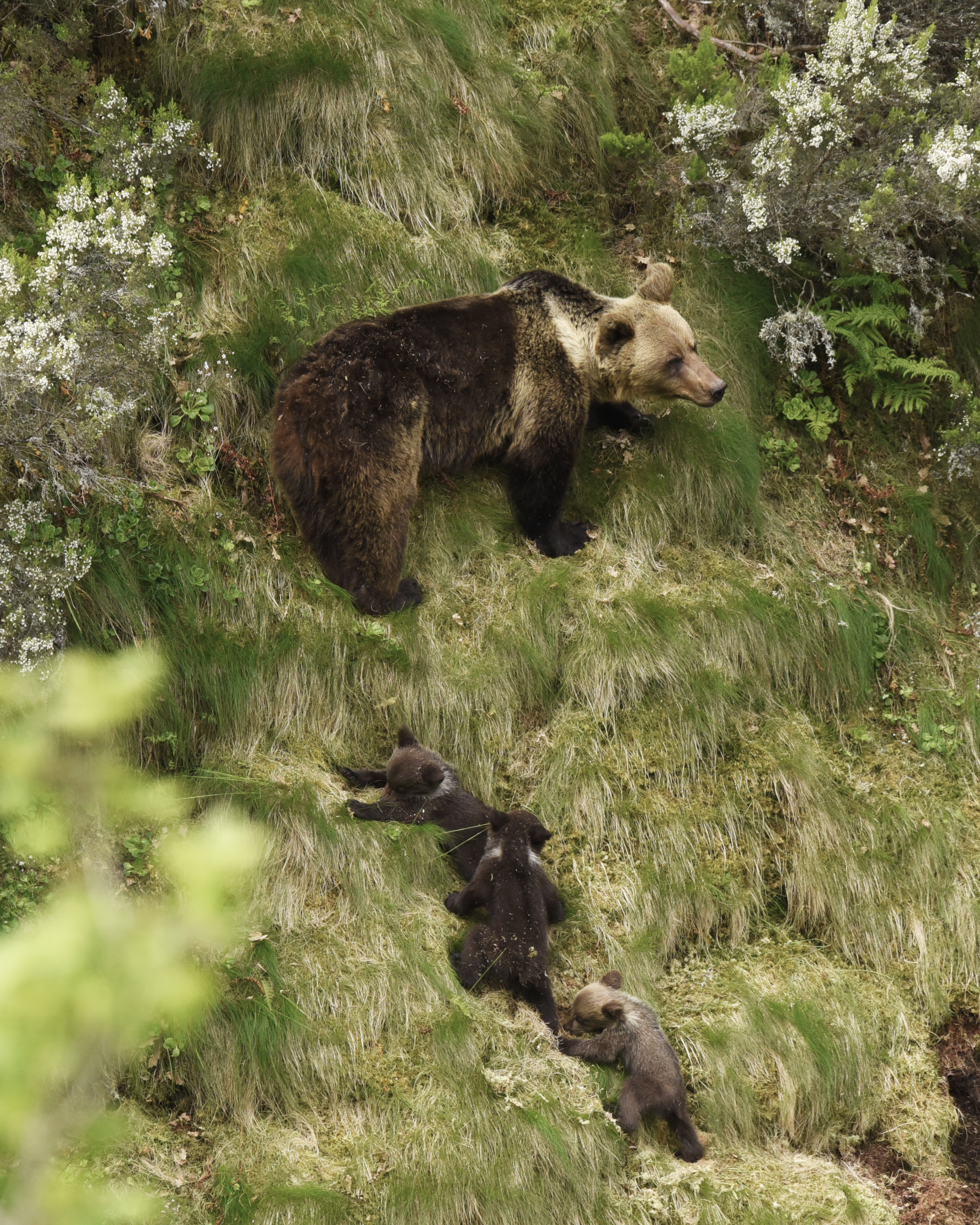 Oso cantábrica con crías. 