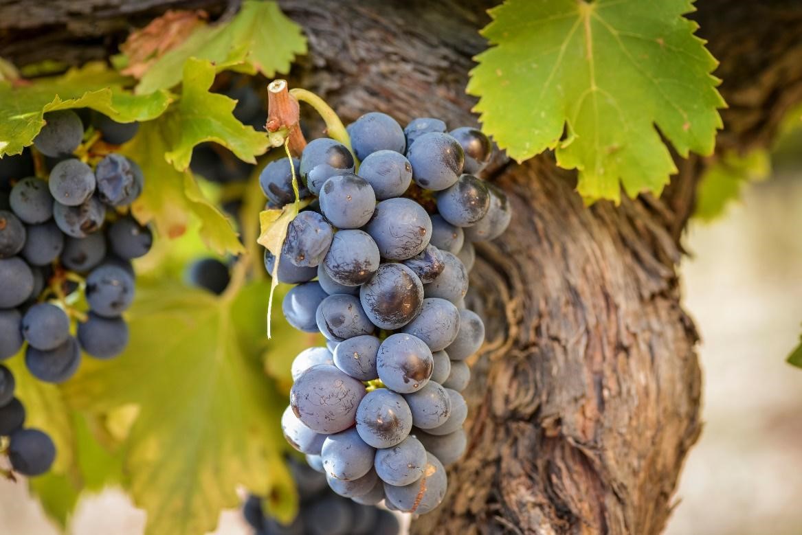 ESPECIAL CARIÑENA