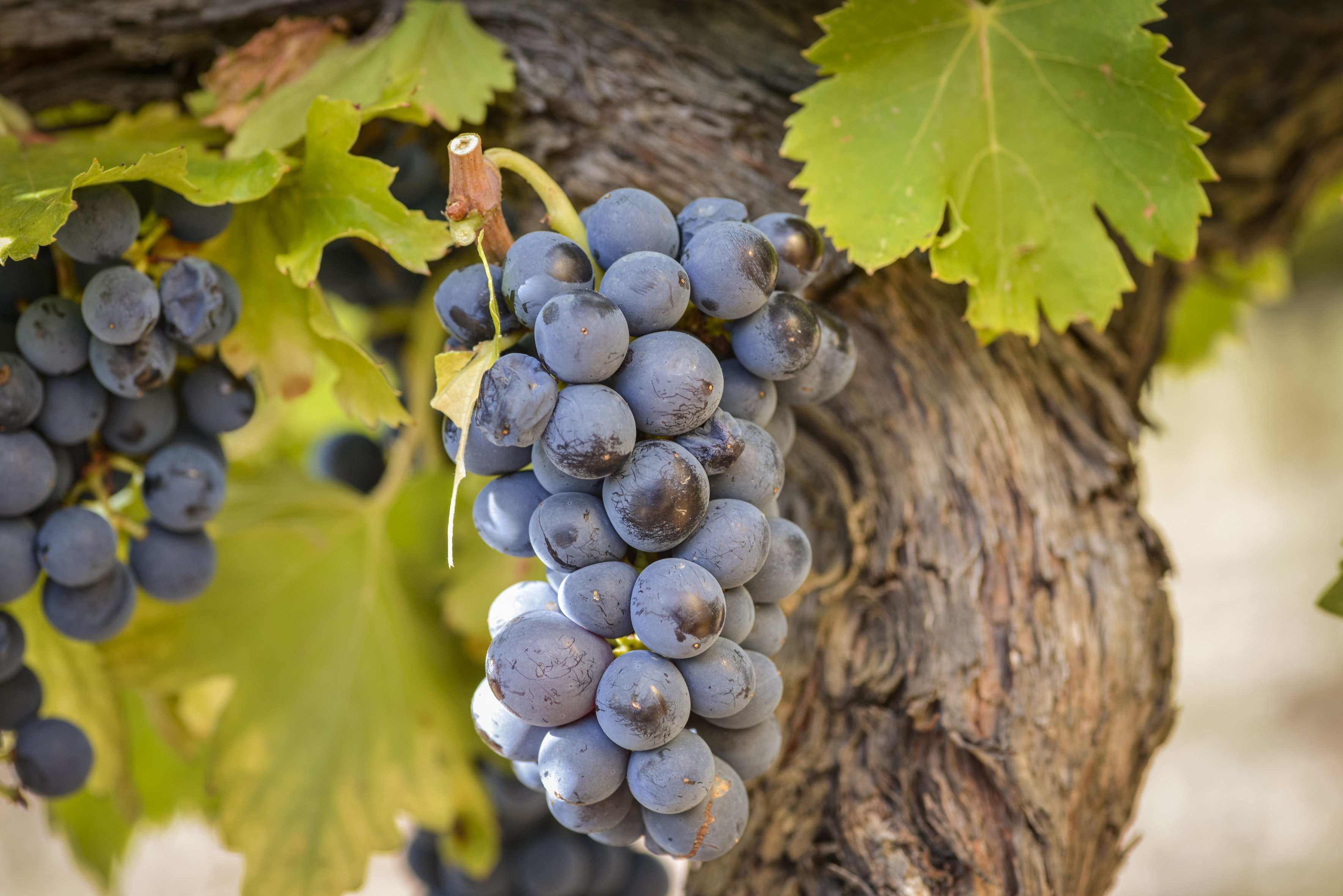 LA VID DECONSTRUIDA Racimo de la variedad garnacha en la Finca de Grans Muralles, propiedad de Familia Torres