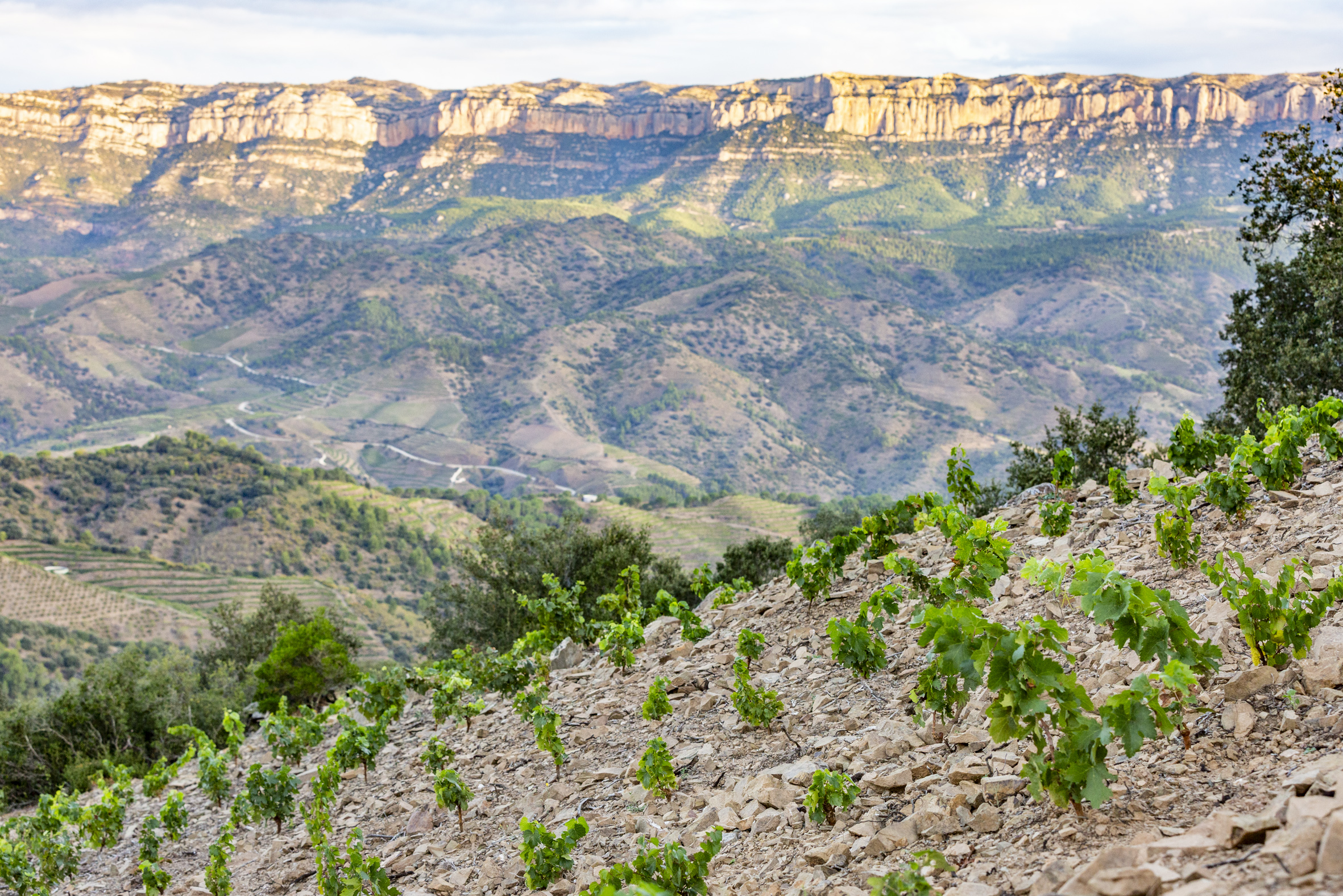 Viñedo Mas de la Rosa (DOCa Priorat), propiedad de Familia Torres, dónde se puede ver el suelo del viñedo, formado por piedra licorella. 