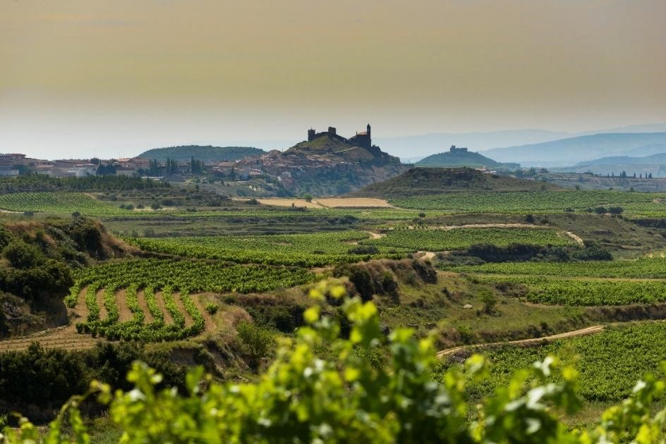 DE AQUELLAS VENDIMIAS, ESTOS VINOS (I) Viñedos en Labastida (DOC Rioja), propiedad de Familia Torres.