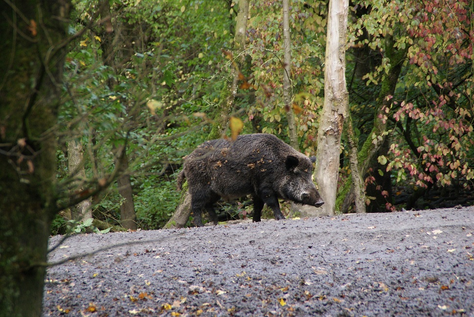 La conflictiva expansión del jabalí Un ejemplar de jabalí en el bosque otoñal.