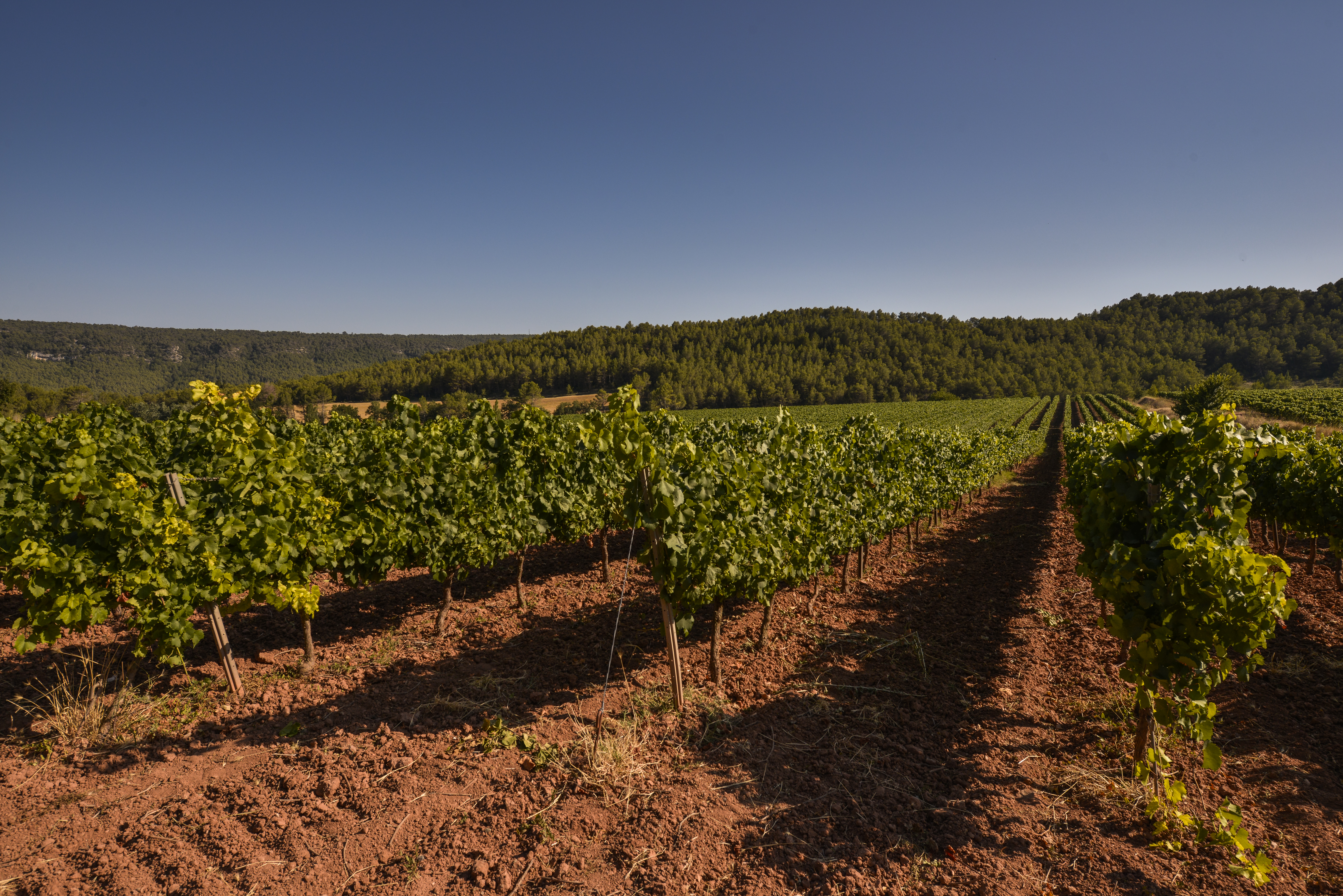 Tiempo de setas junto a las viñas Viñedo de la finca Fransola (DO Penedès), propiedad de la Familia Torres, con bosques en su entorno.