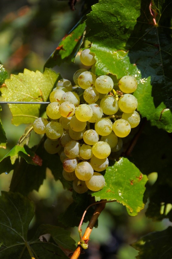 VINYARETS XAREL·LO 2019 Uva xarel·lo, en su hábitat de El Penedès