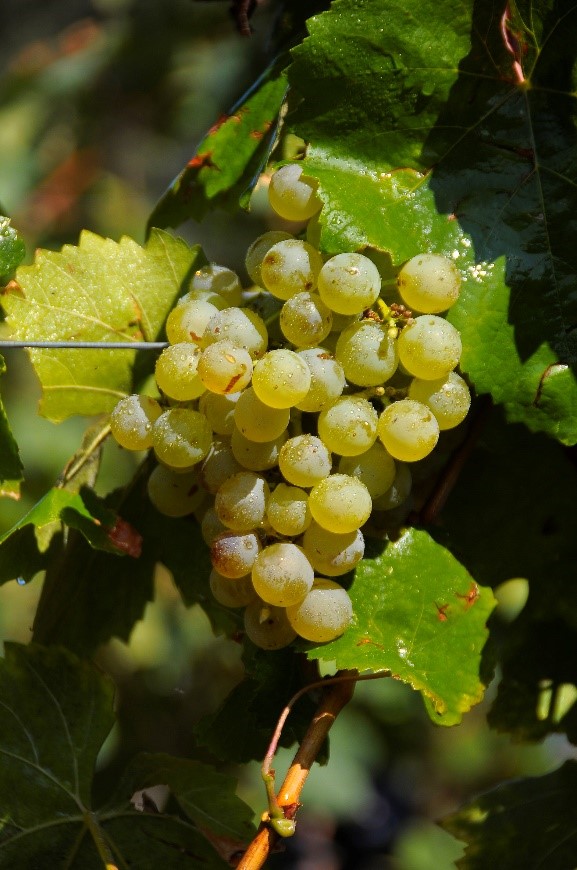 Uva xarel·lo, en su hábitat de El Penedès