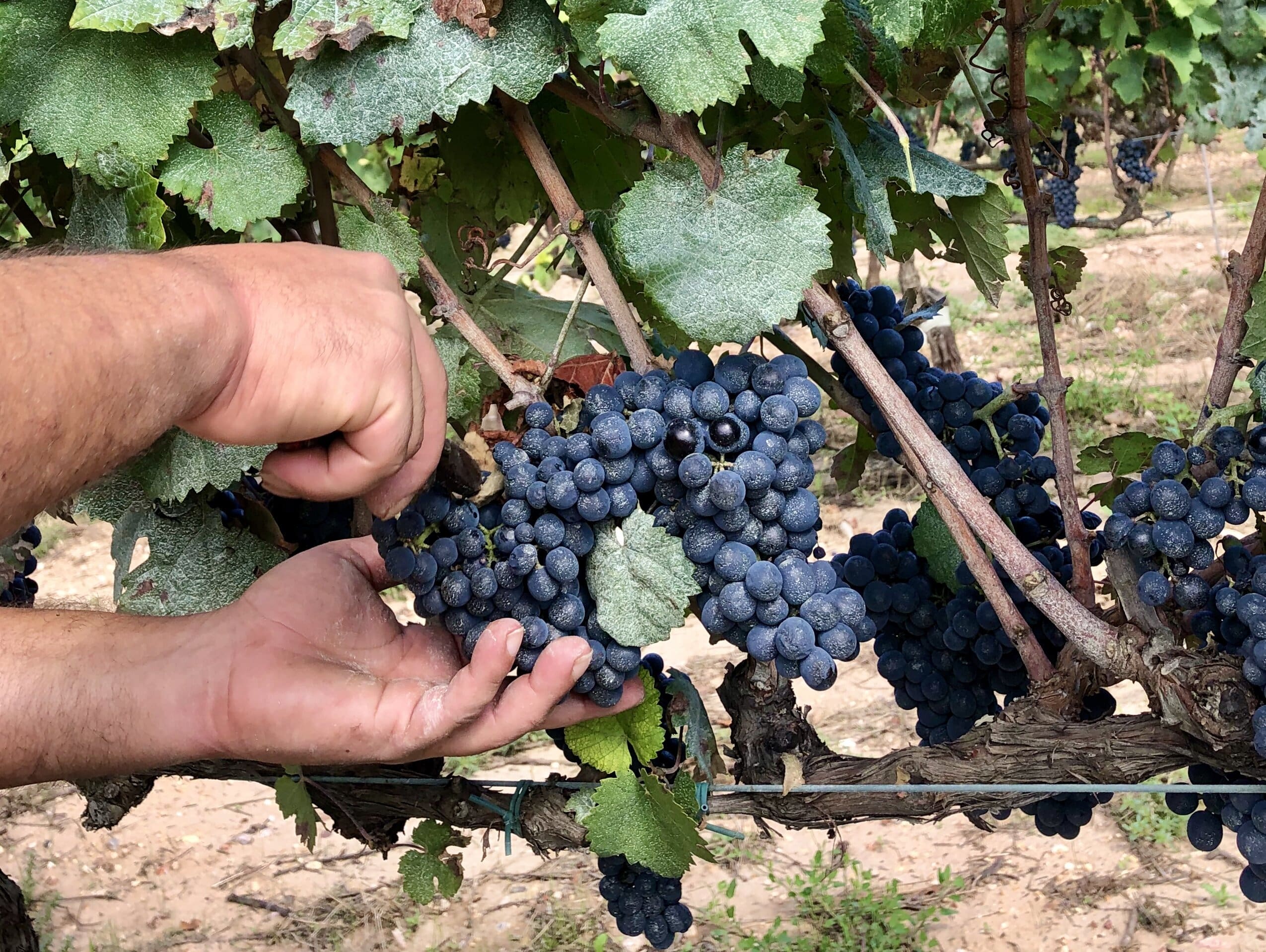 Vendimia de moneu, variedad ancestral recuperada, en el viñedo del Castell de la Bleda (Penedès). 