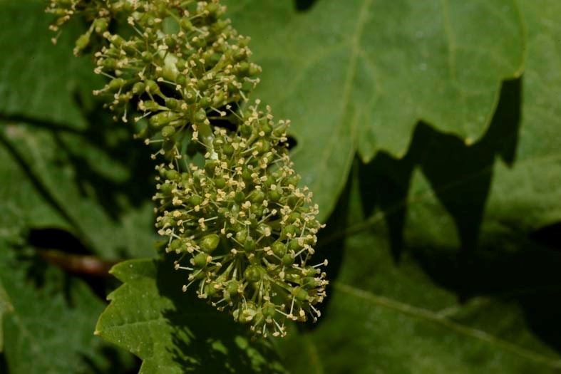 LA FLORACIÓN COMO ÍNDICE DE CALIDAD En plena floración, la cariñena plantada en la finca de Grans Muralles (DO Conca de Barberà)